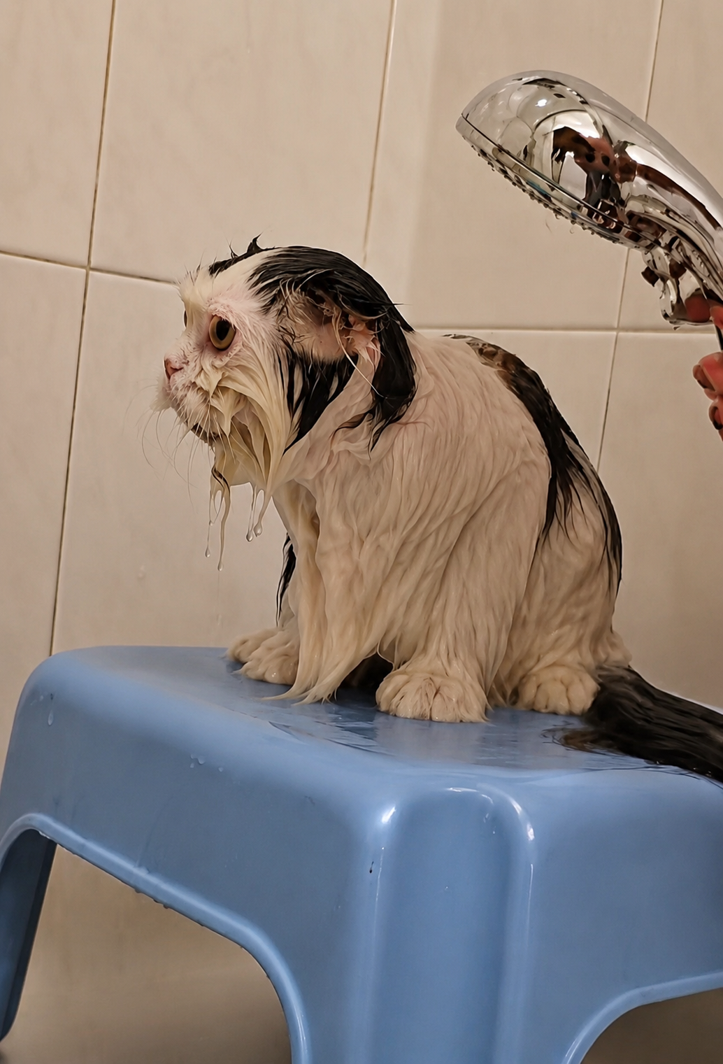 Breeder gently washing a wet longhair cat sitting on a grooming chair inside a walk-in shower.