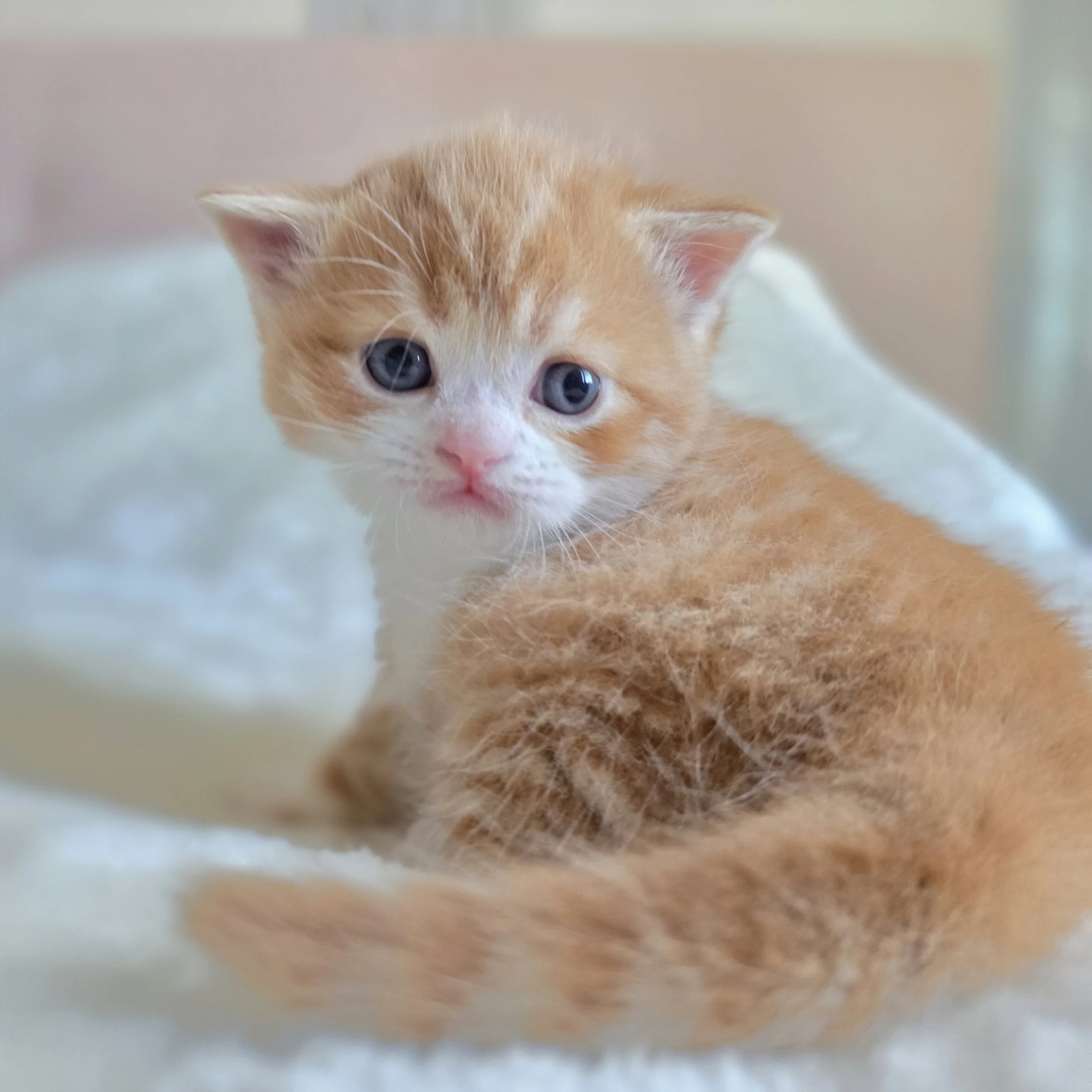 processed_Scottish straight shothair red and white .jpg