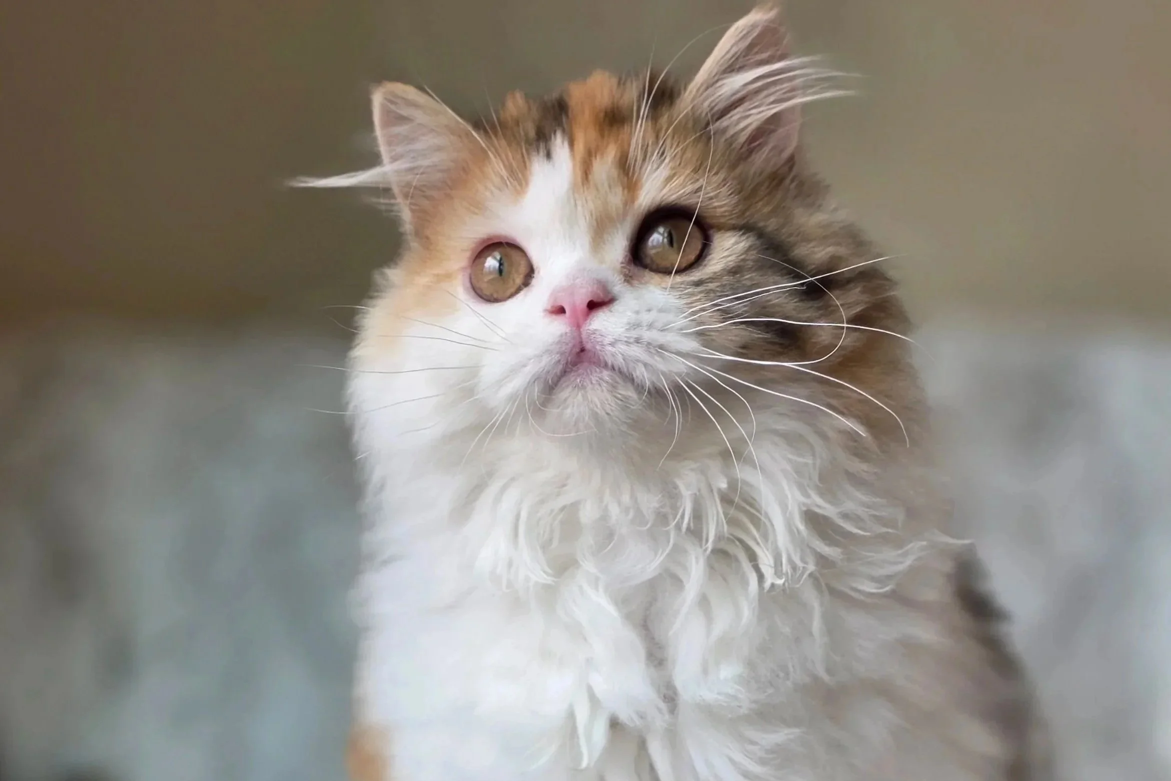 How to Bathe a Cat Safely and Correctly