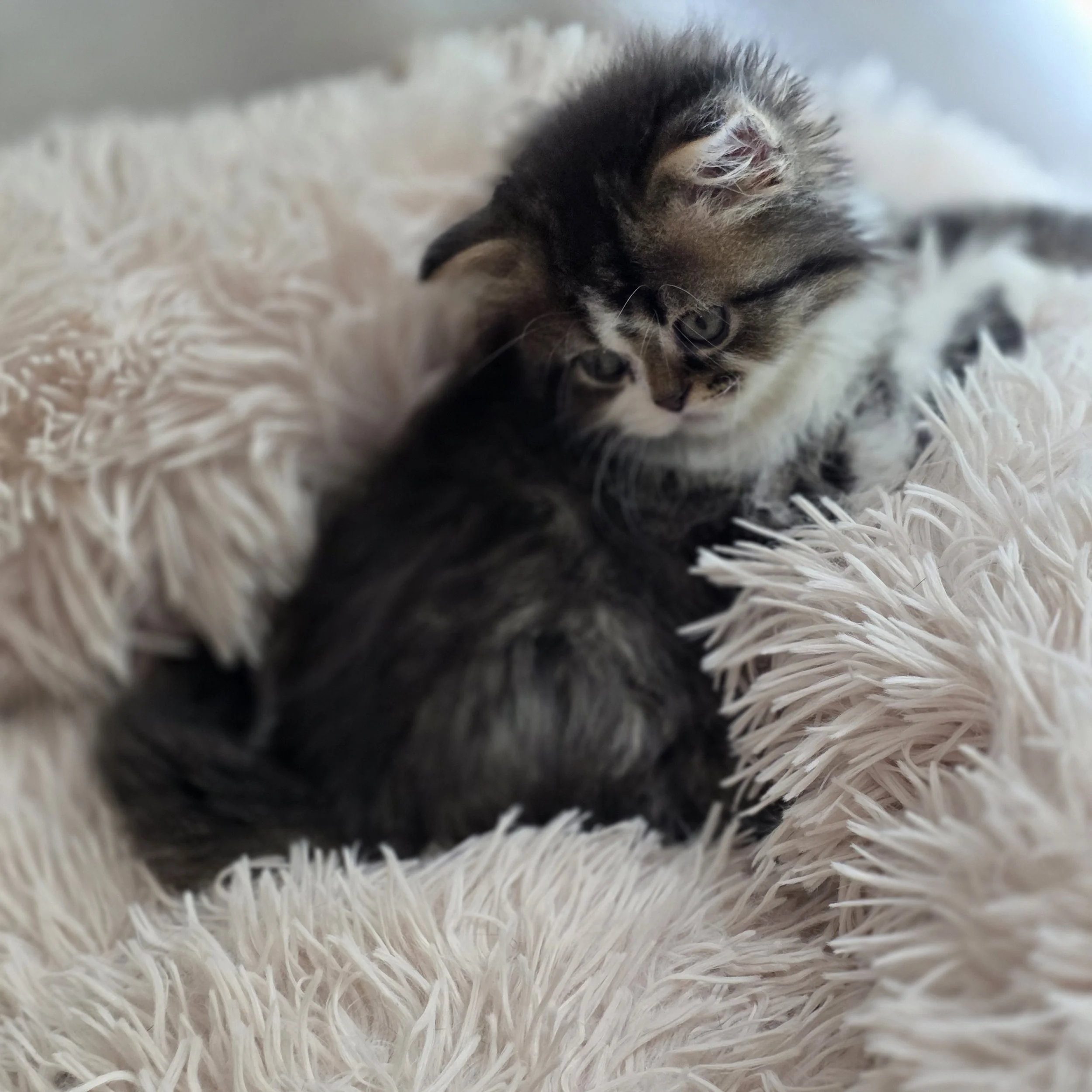 Full-body profile of Caramel, brown mackerel tabby and white Scottish Straight Longhair kitten, showing balanced proportions, elegant coat, and confident stance.