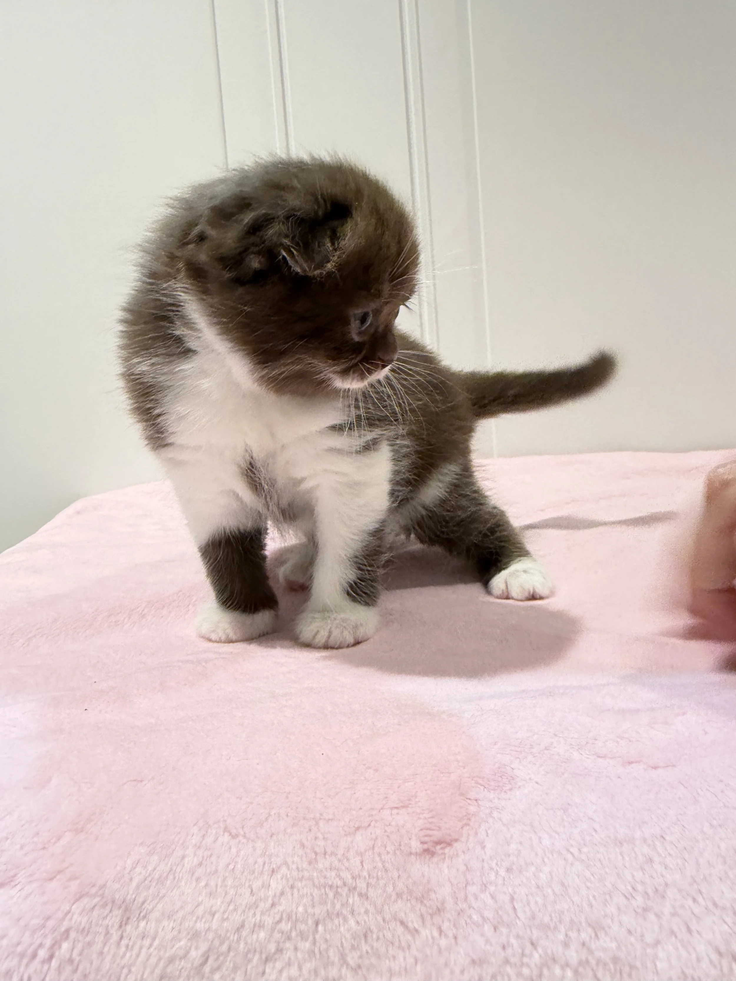 Chocolate and white bicolor Scottish Fold female kitten Eclara, born September 7, 2026, and lovingly raised in Philadelphia, Pennsylvania.
