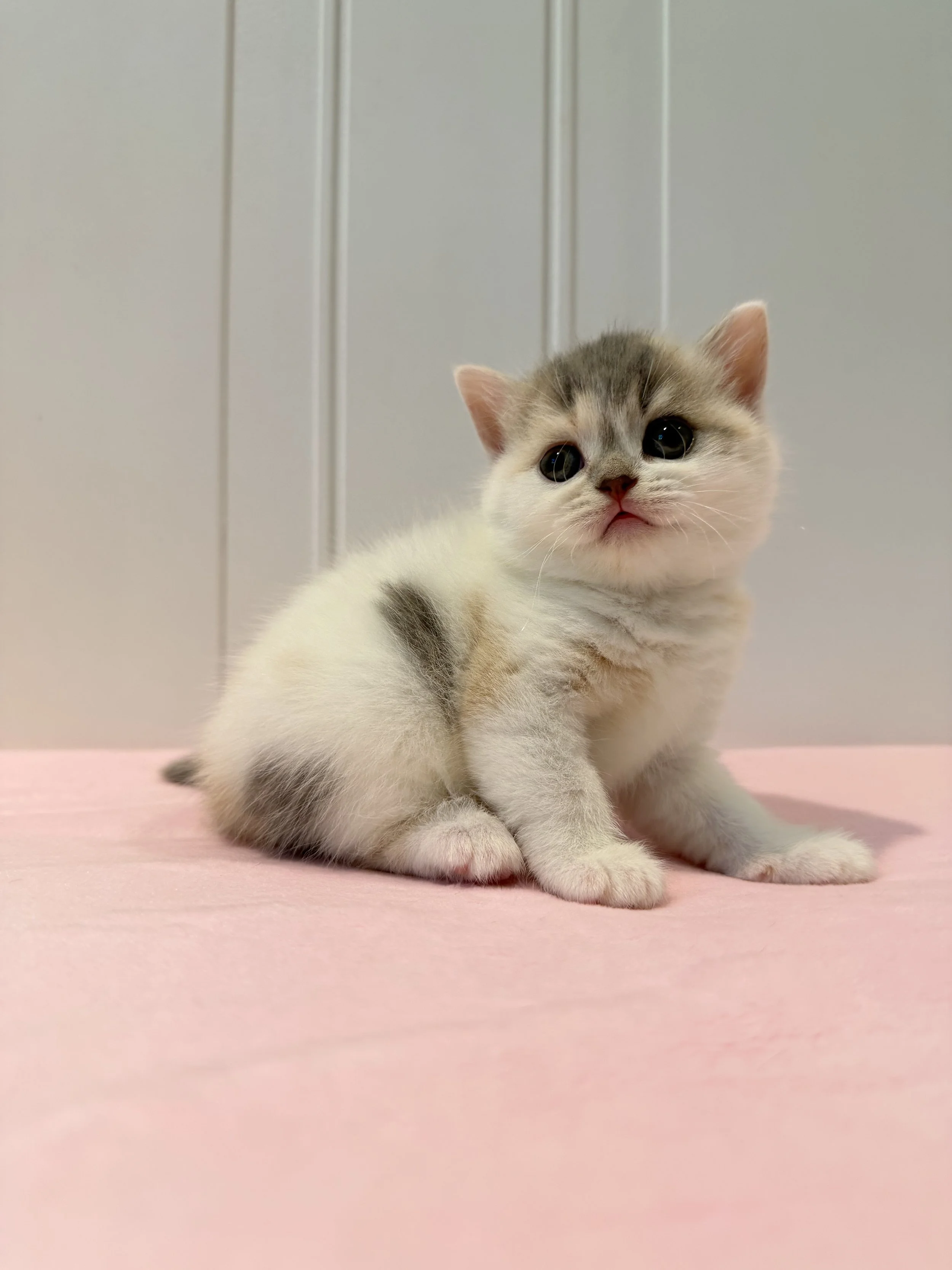Dior, a beautiful blue and cream bicolor female shorthair kitten from our Christmas 2026 litter at BestOfTheBestKittens.com. (Copy)
