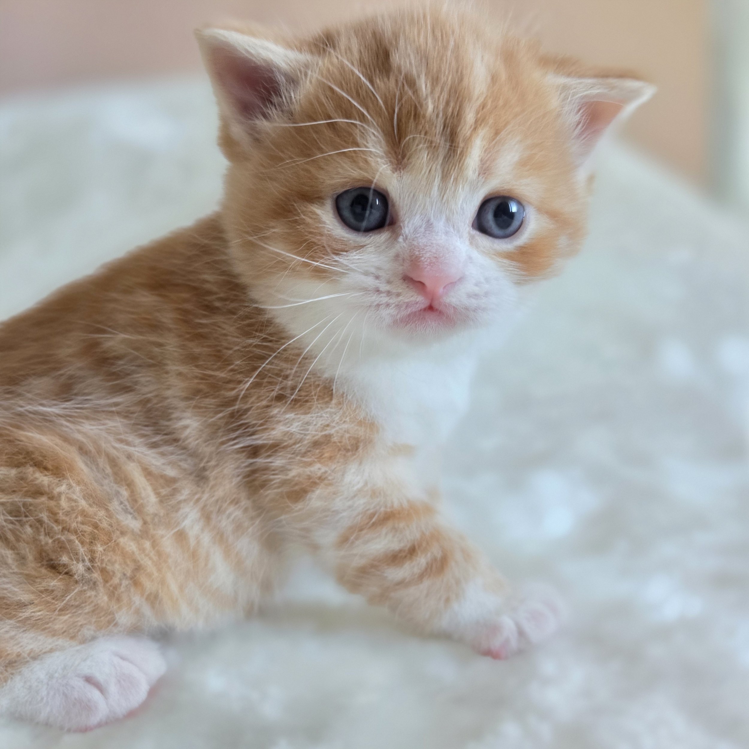 processed_Scottish straight shothair kitten .jpg