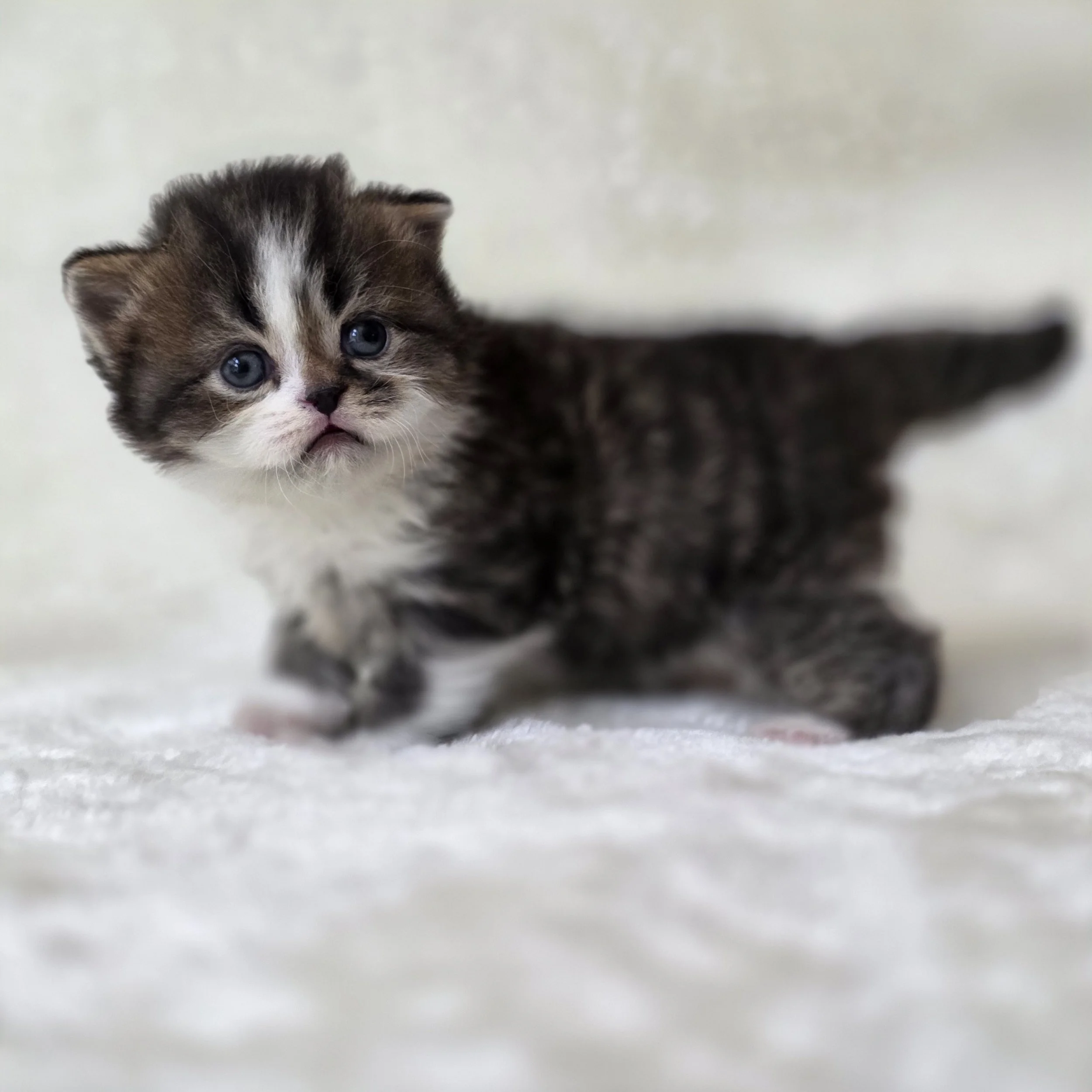 Full-body profile of Caramel, brown mackerel tabby and white Scottish Straight Longhair kitten, showing balanced proportions, elegant coat, and confident stance.