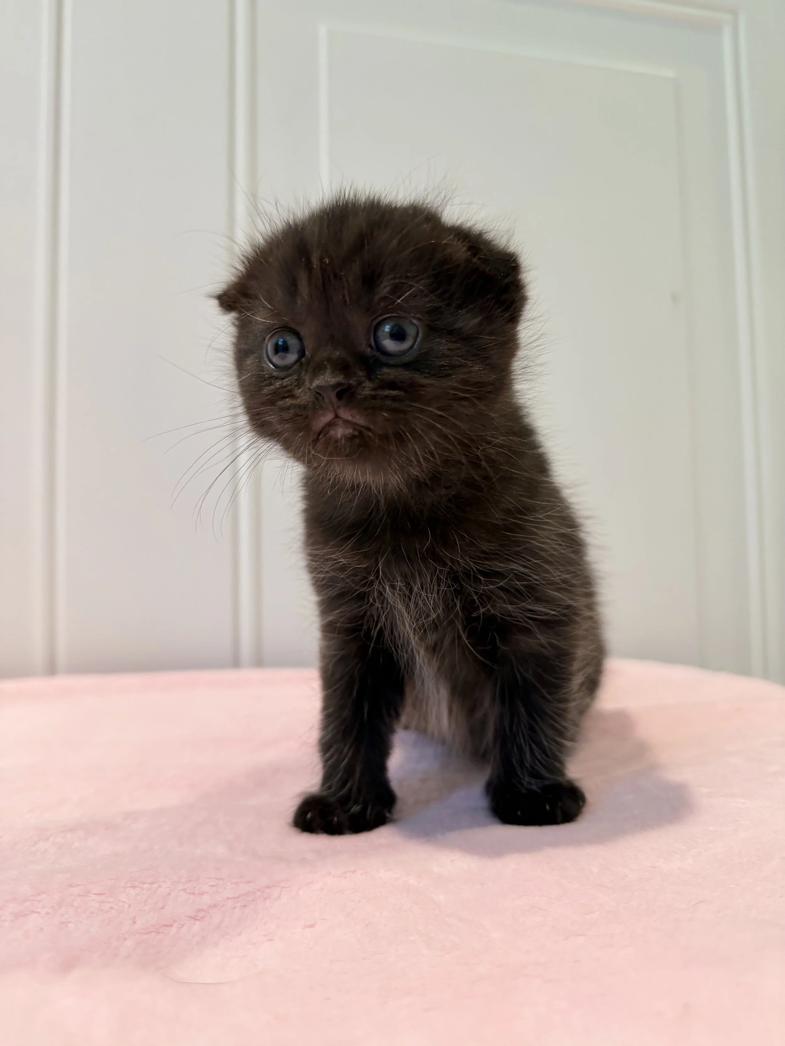 Eclipse – Solid Black Scottish Fold Male Kitten