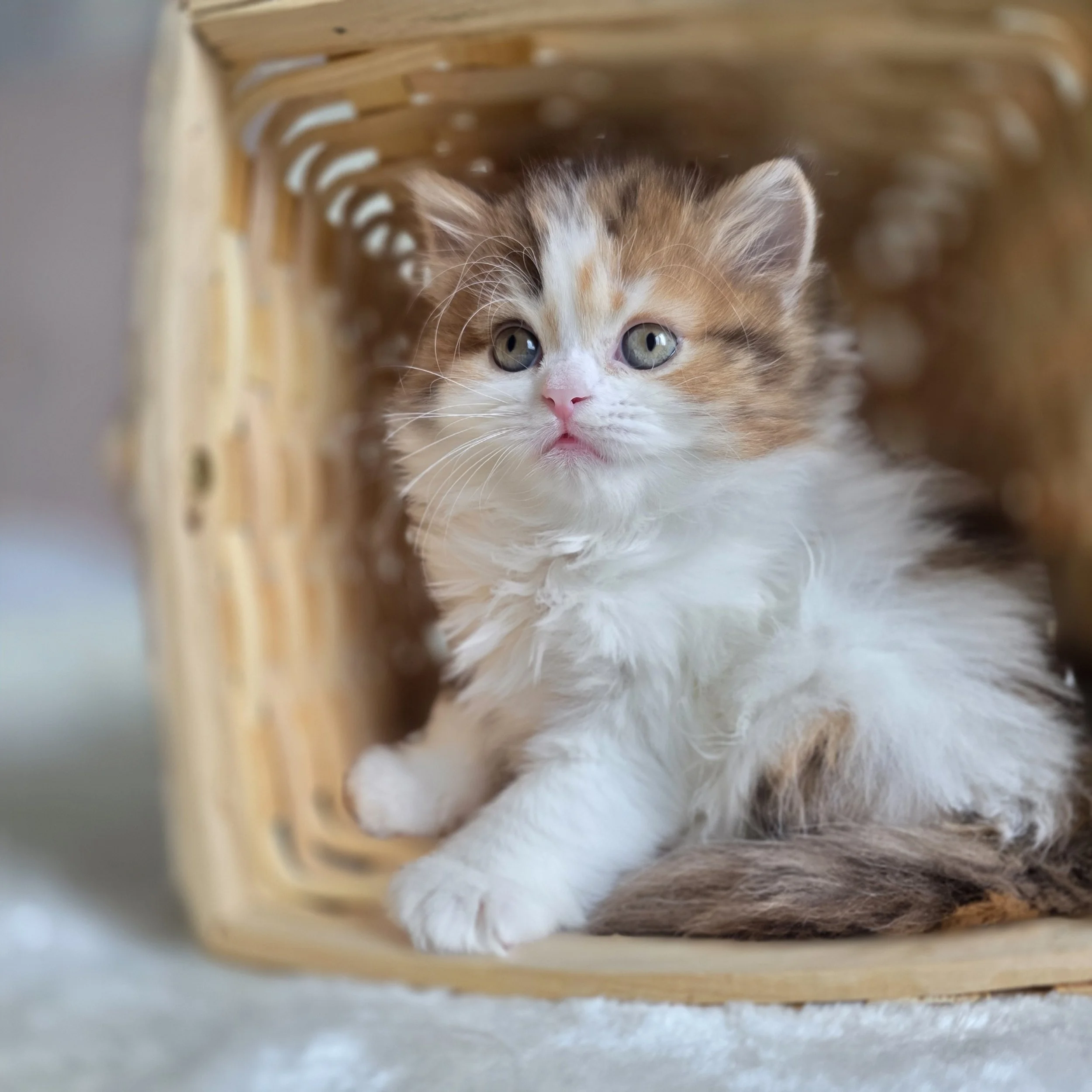 Bella– Female, Scottish Straight Longhair