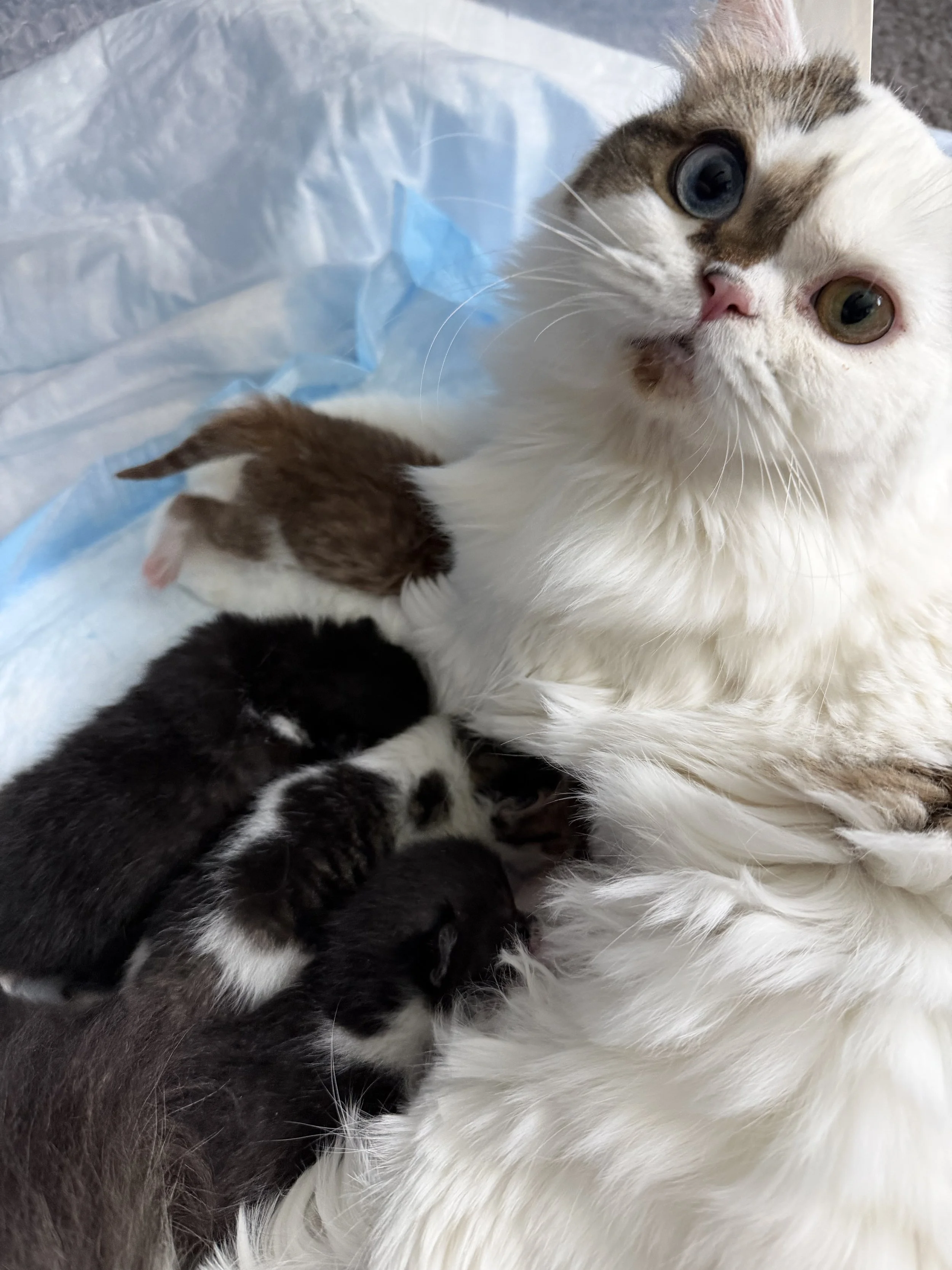 Mazal of PurrfectlyFold, Scottish Straight Longhair brown bicolor with odd eyes, with her September 2026 litter (Copy) (Copy)
