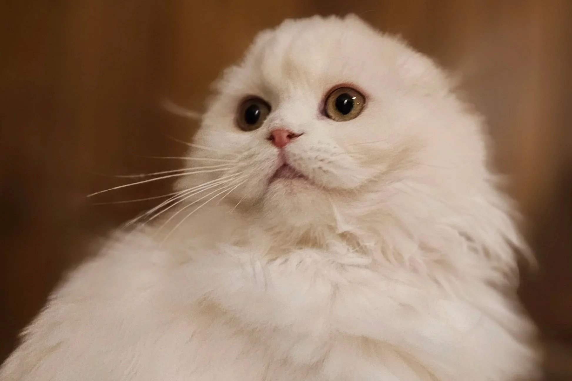 Why We No Longer Breed Solid White Scottish Cats