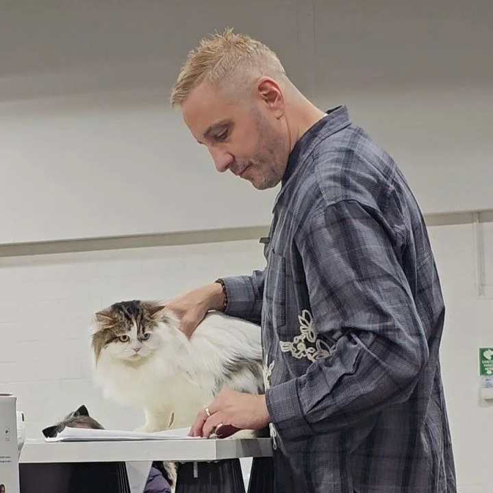 James, a brown tabby bicolor longhair Scottish Fold with stunning odd-colored eyes, pictured with cat show judge Steven Meserve at a professional cat show.