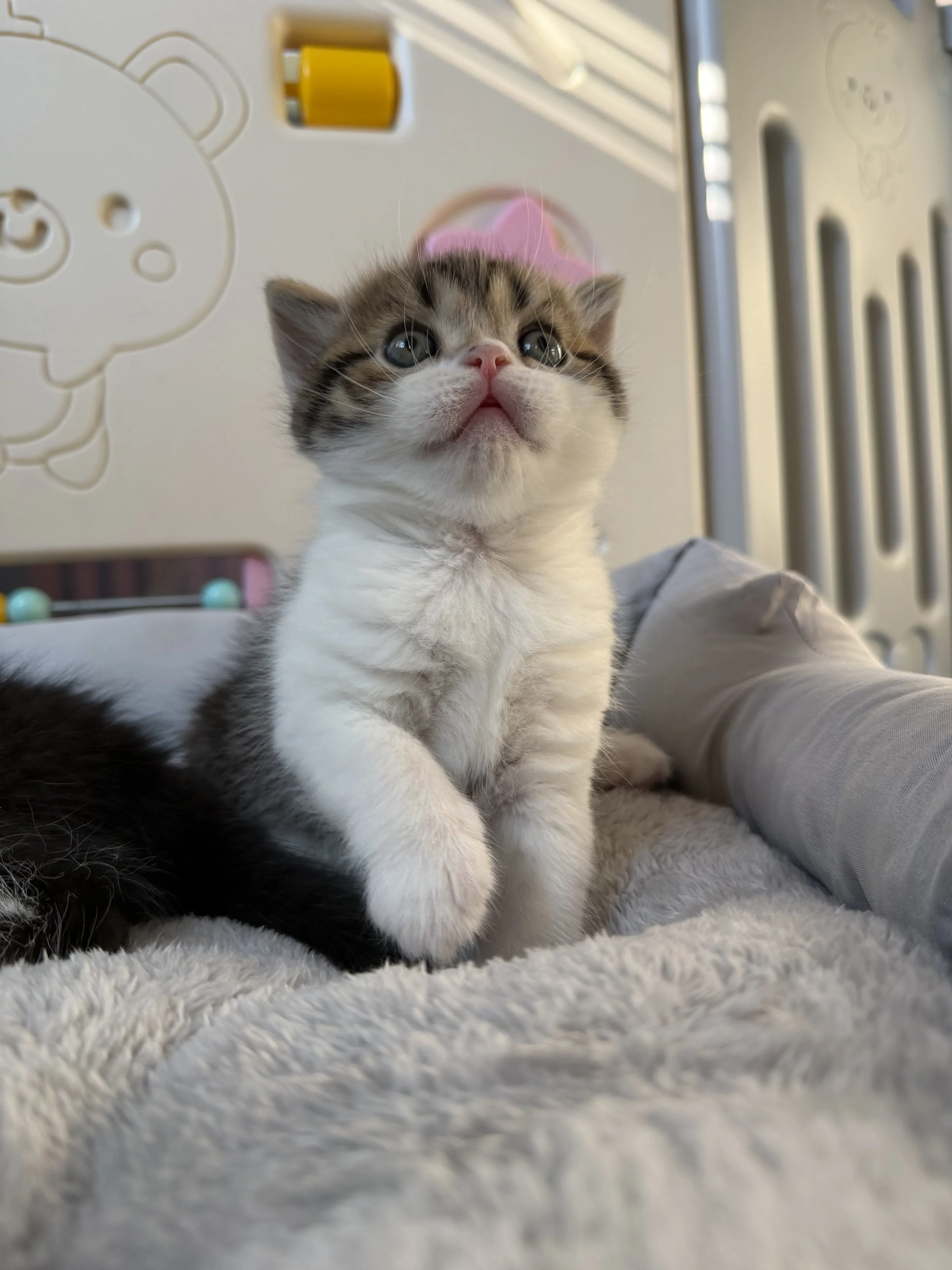 Fenix – Brown Bicolor Scottish Straight Male Kitten