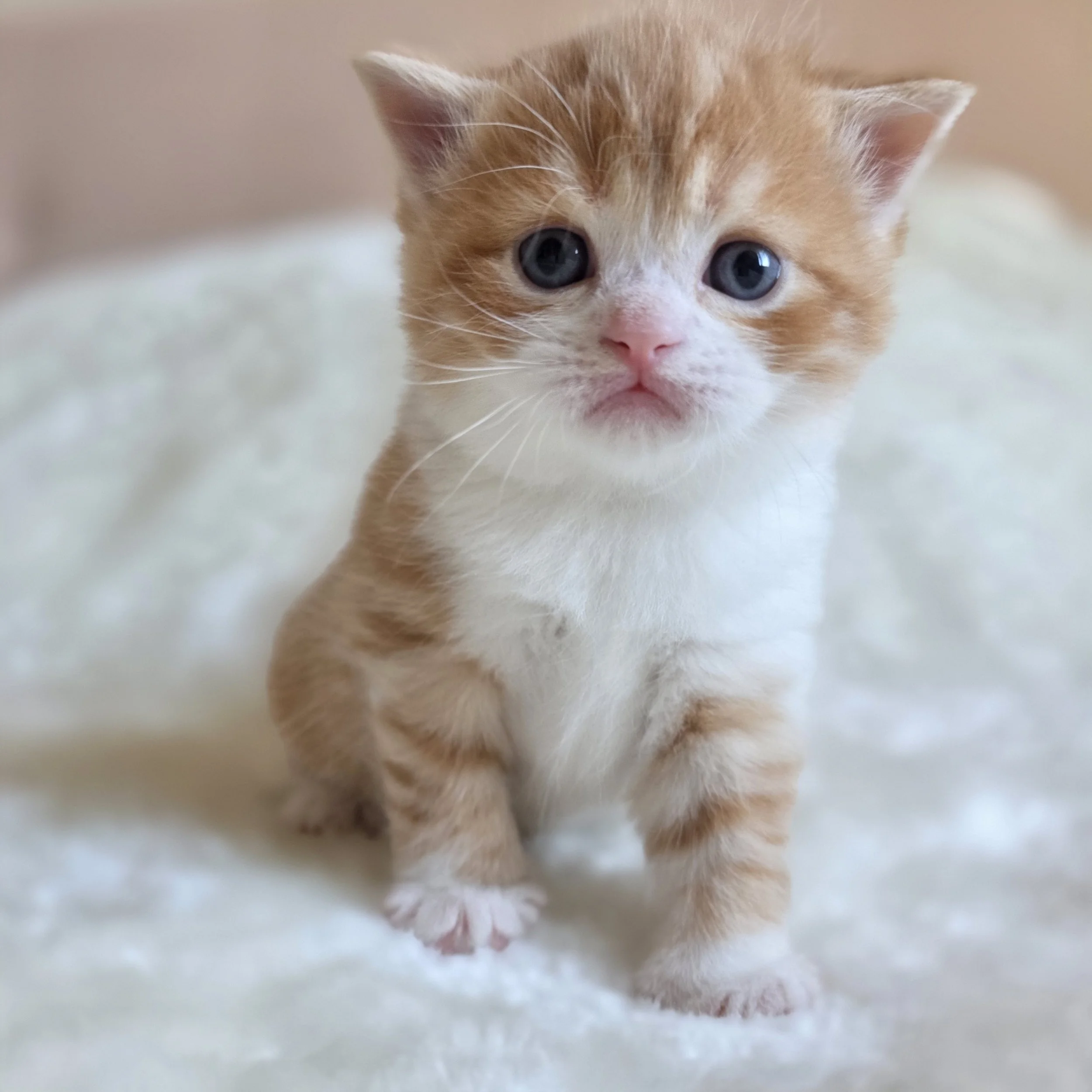 processed_Scottish straight kitten tabby bicolor .jpg