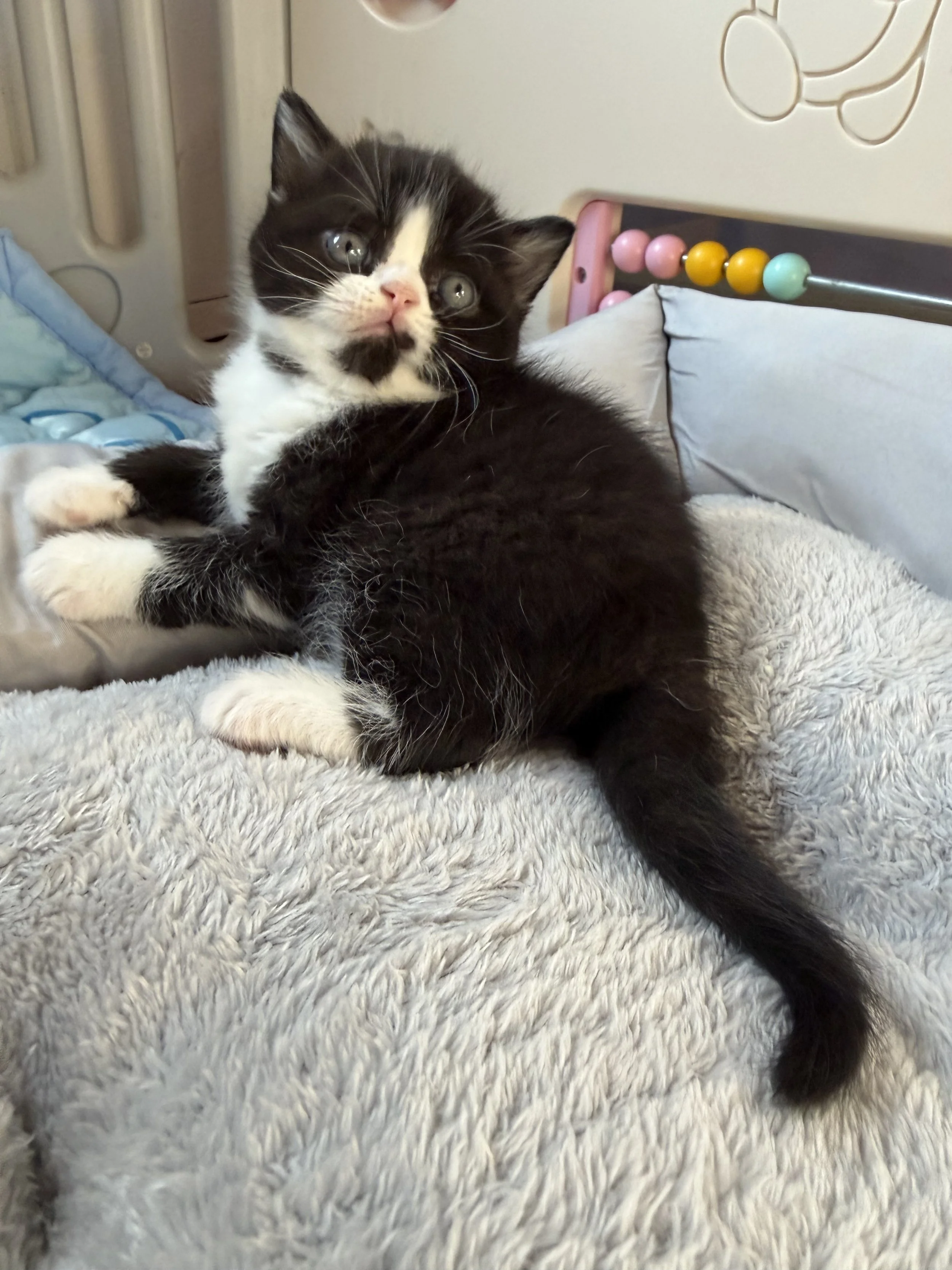 Felix, an adorable black and white Scottish Straight male kitten from Mazal and Misha's September 2026 litter at BestOfTheBestKittens.
