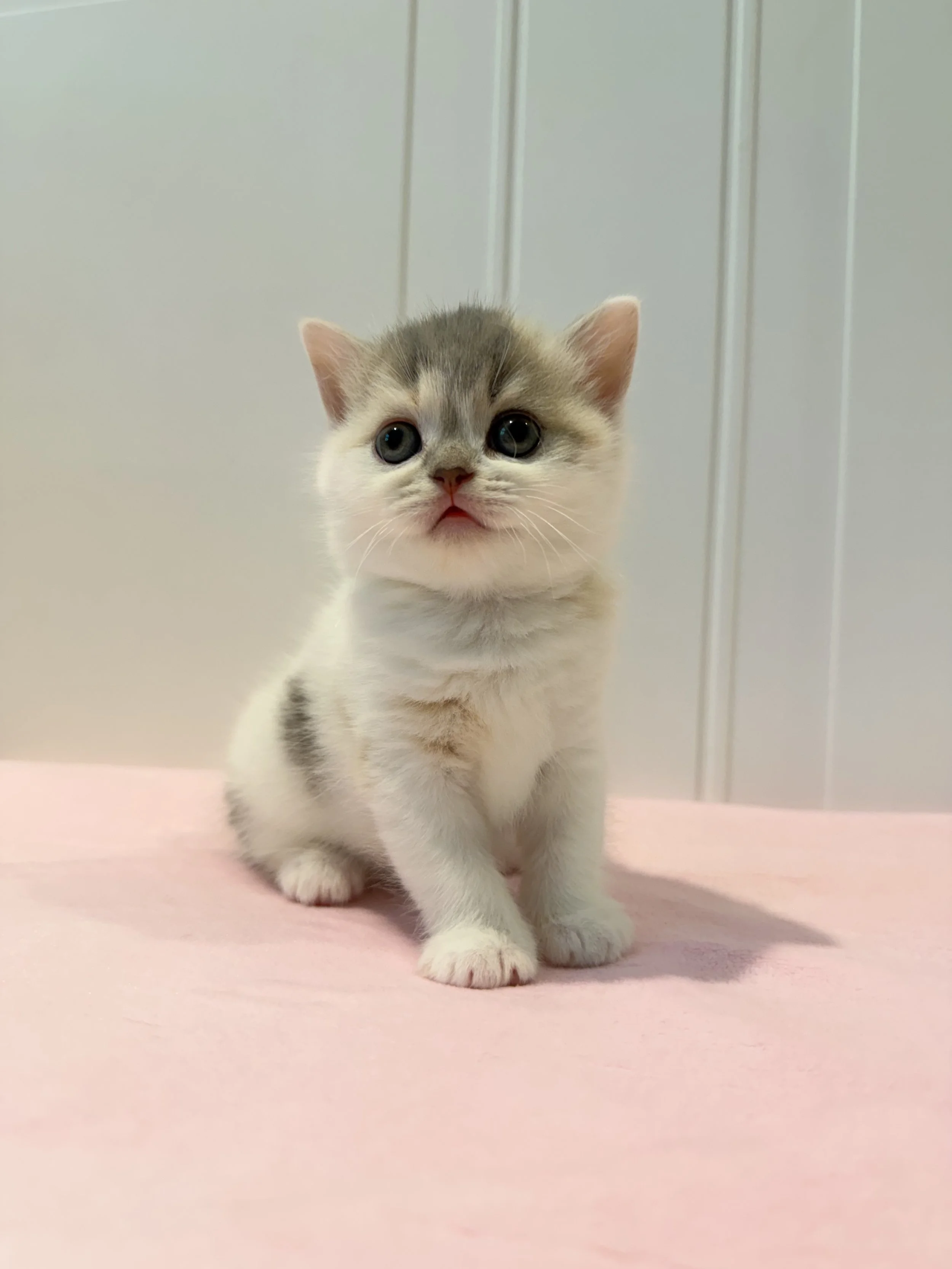Dior – Blue & Cream Bicolor British Shorthair Female Kitten