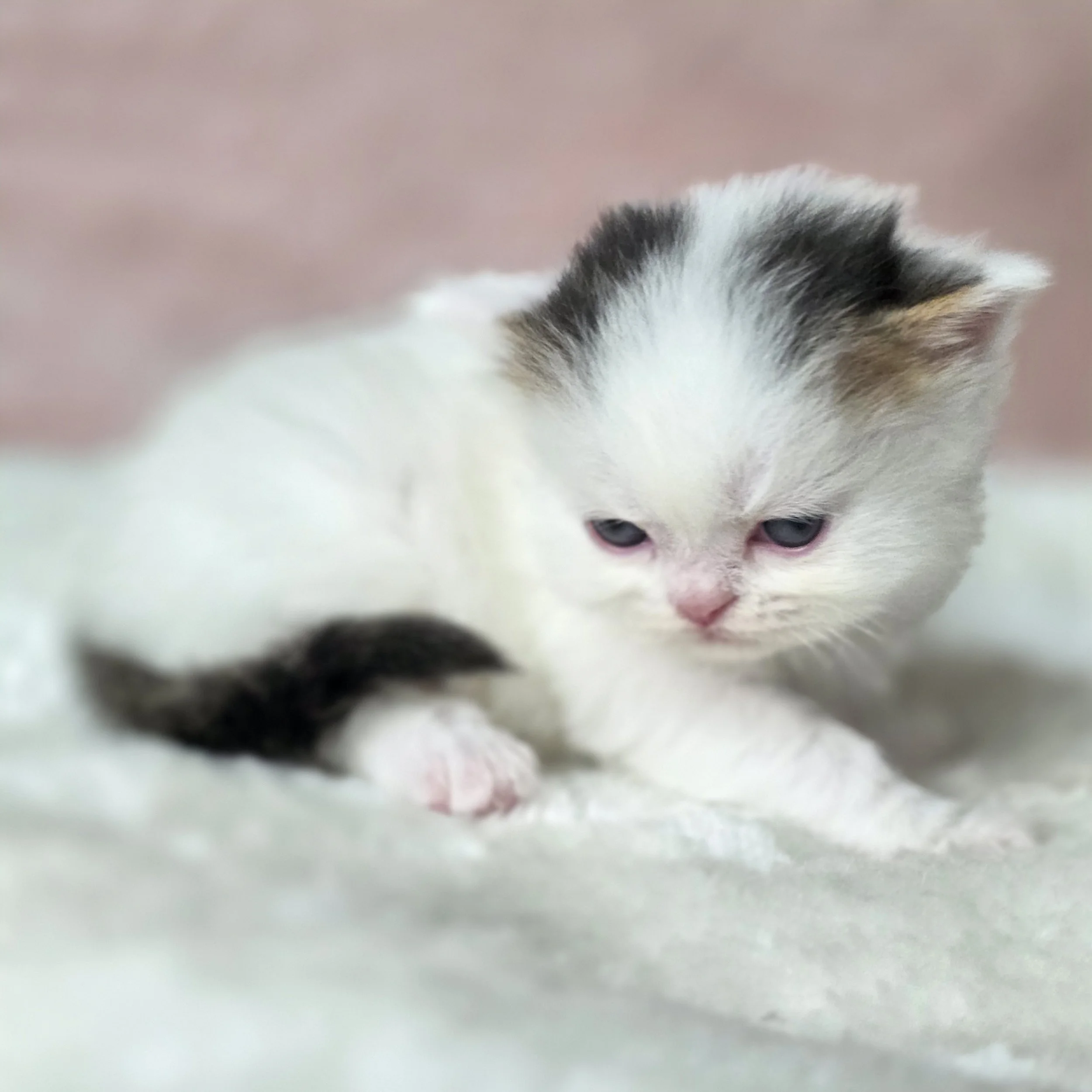Cotton, black and white van Scottish Straight Longhair male kitten, sitting and looking directly at the camera with a sweet expression and fluffy coat.