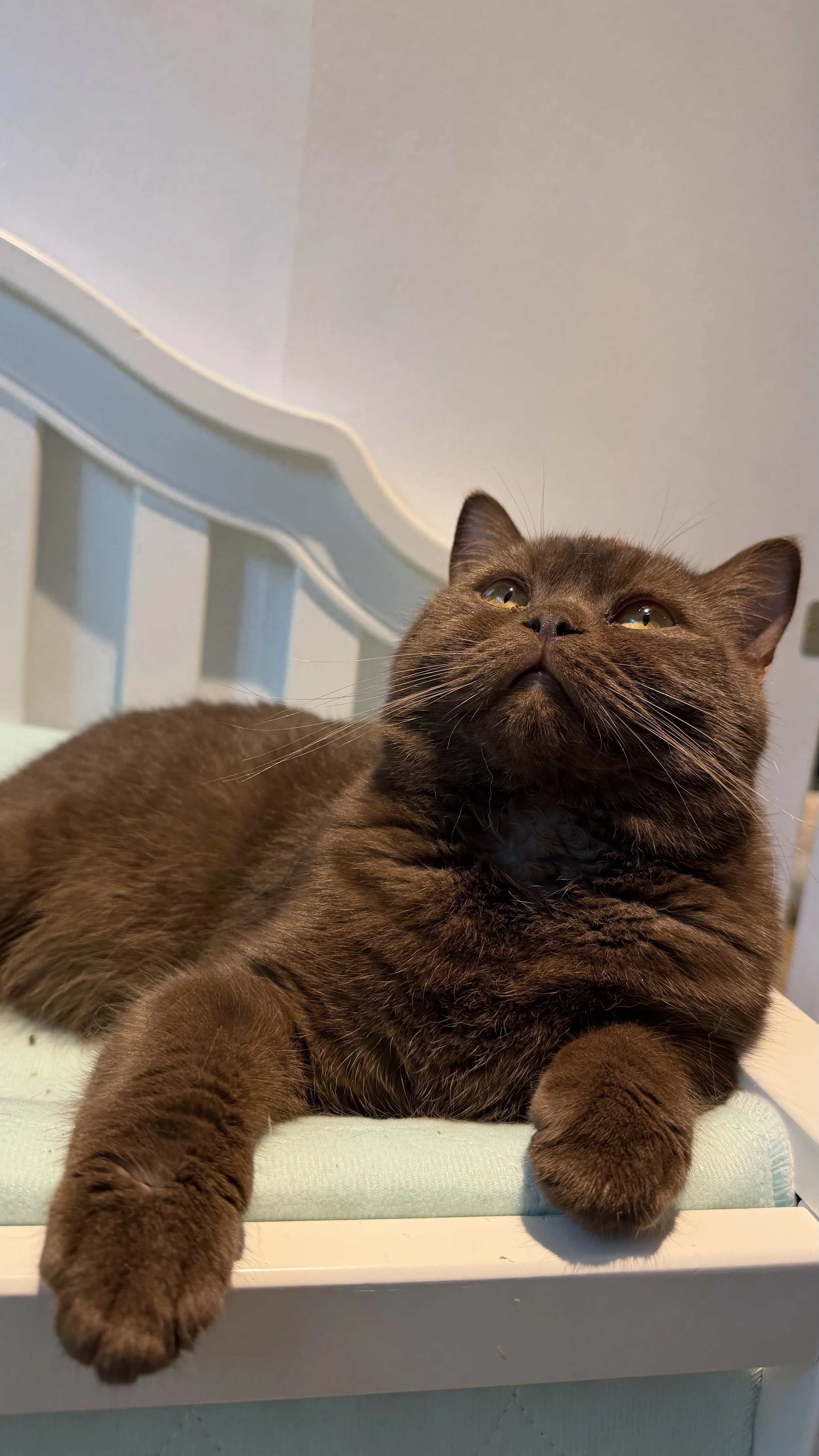 Misha of BestOfTheBestKittens, British Shorthair chocolate male and sire of the September 2026 litter (Copy) (Copy)