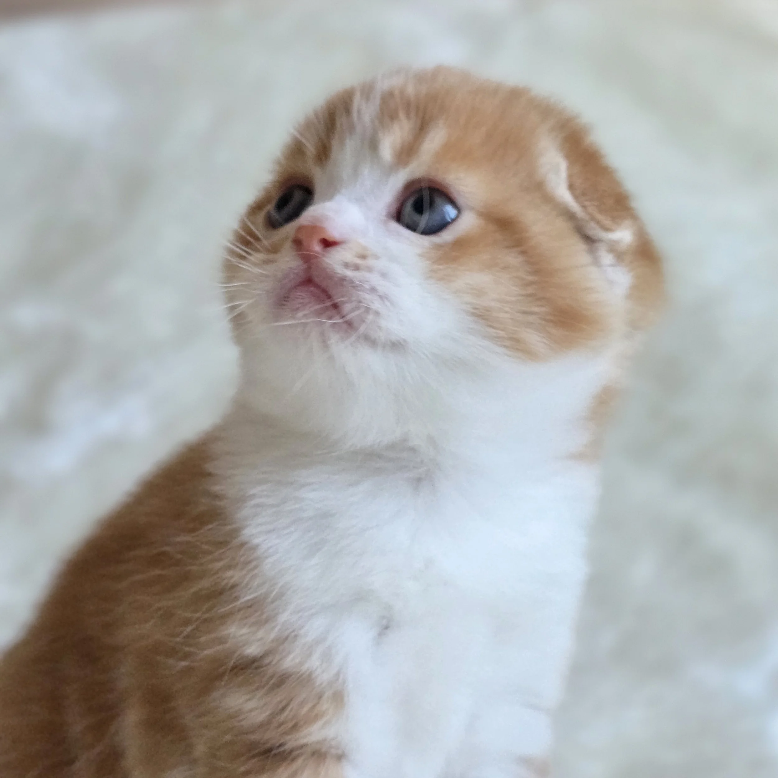 processed_Scottish fold color orange .jpg