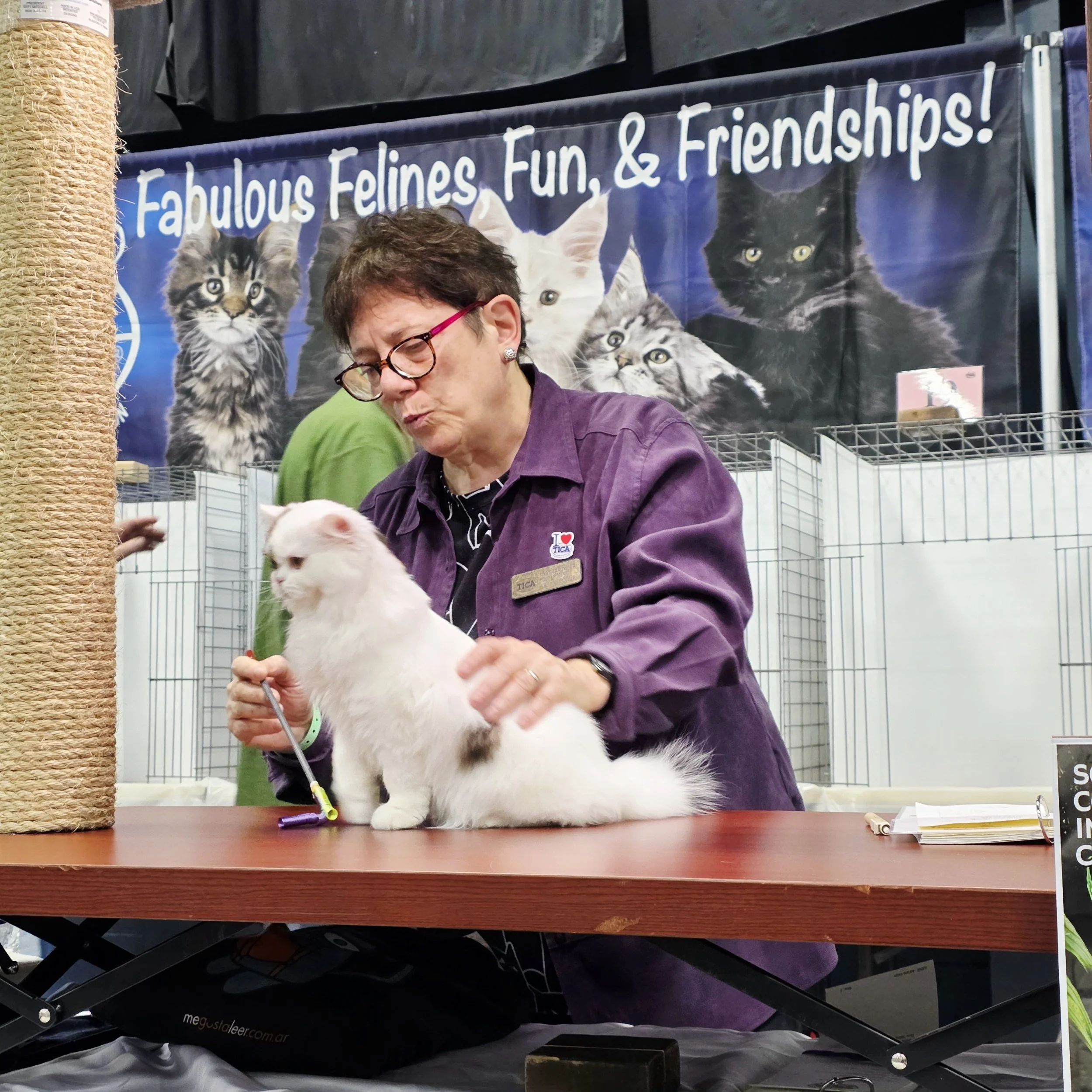 A woman in purple is grooming a white cat with brown markings at a pet event. She is standing at a wooden table with a scratching post nearby and a backdrop with pictures of various cats and the words "Fabulous Felines, Fun, & Friendships!" in the background.