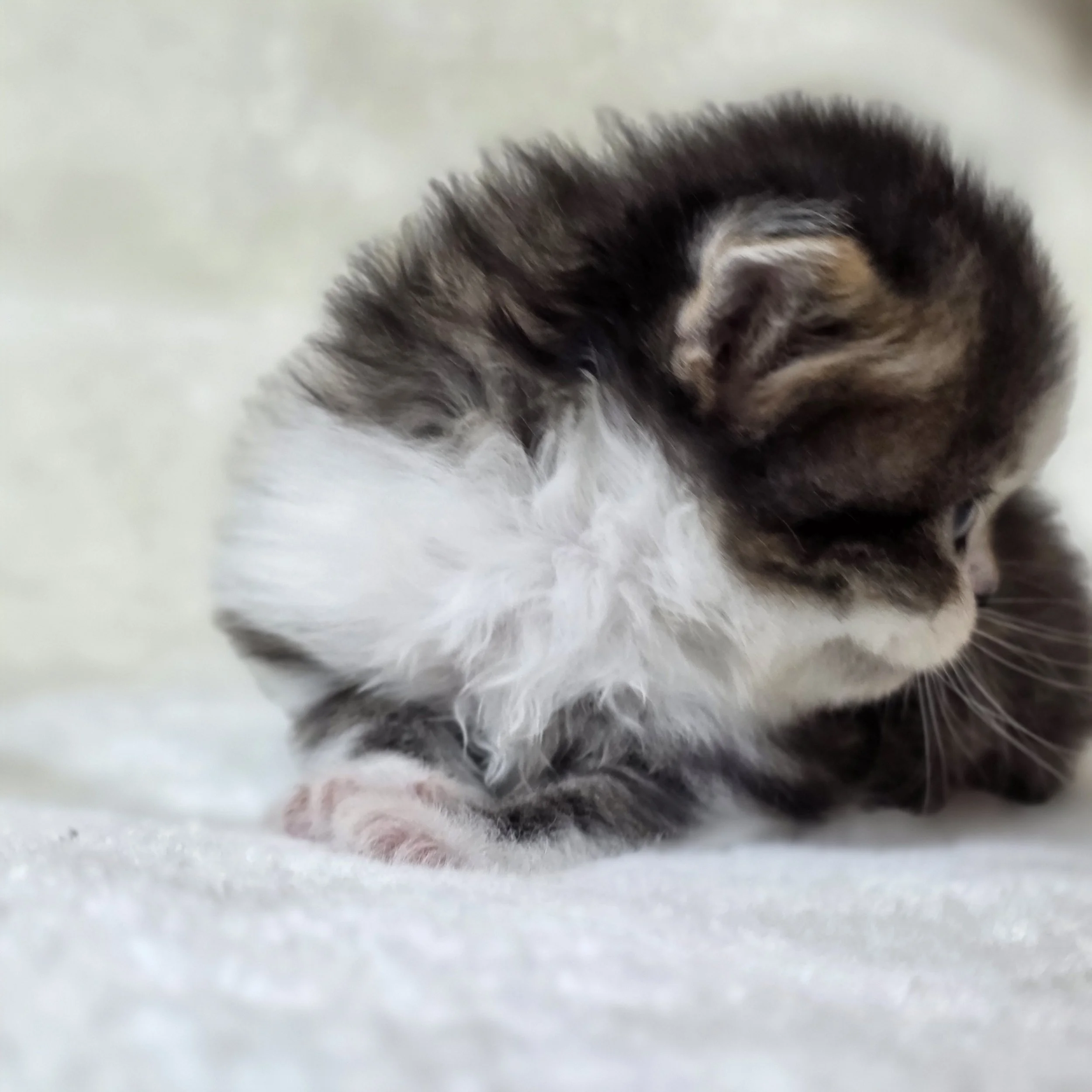Profile view of Caramel, male Scottish Straight Longhair kitten, showing his sweet expression, rounded muzzle, expressive eyes, and soft brown mackerel tabby and white markings.