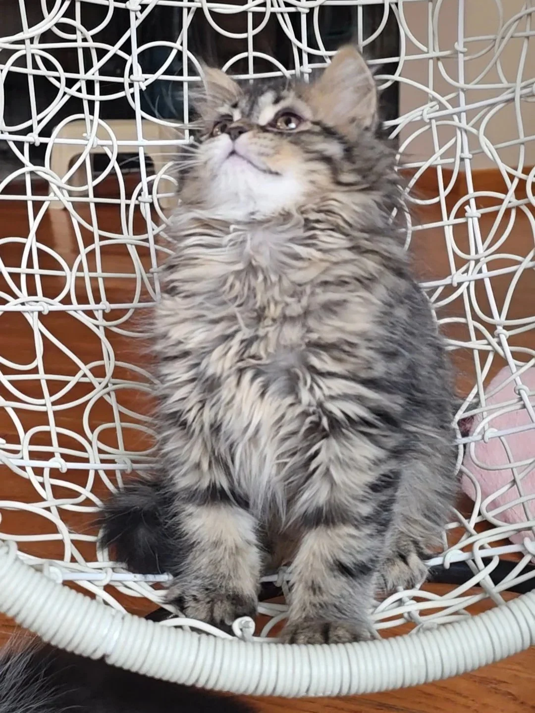 Handsome brown mackerel tabby Scottish Straight Longhair male kitten, sitting upright and gazing into the camera.