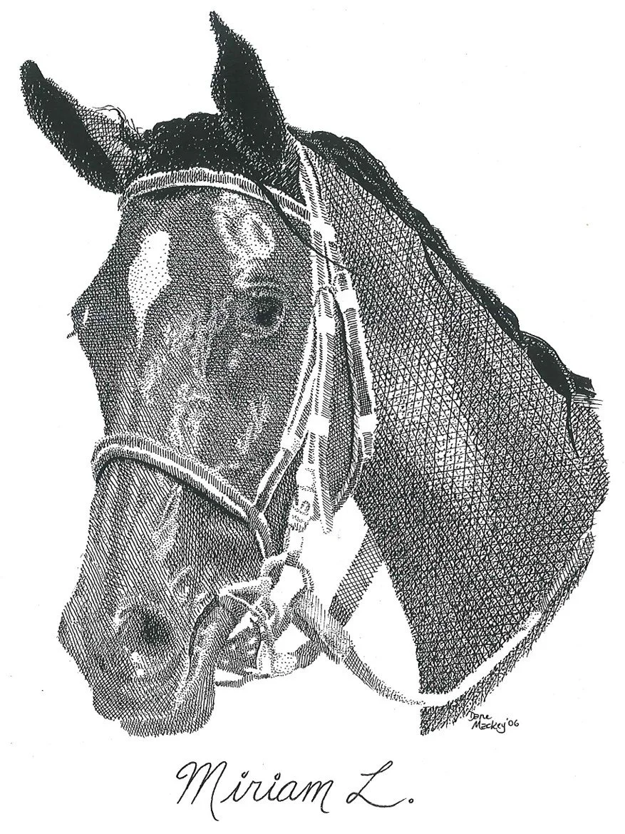 The 3x Winning Racehorse Miriam L, pen & ink 14x11