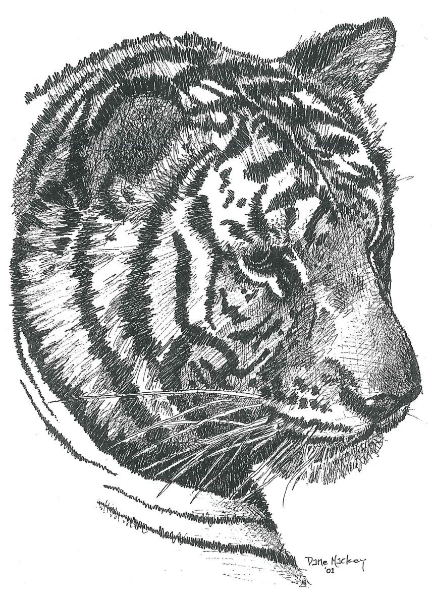 White Tiger, pen & ink 14x11