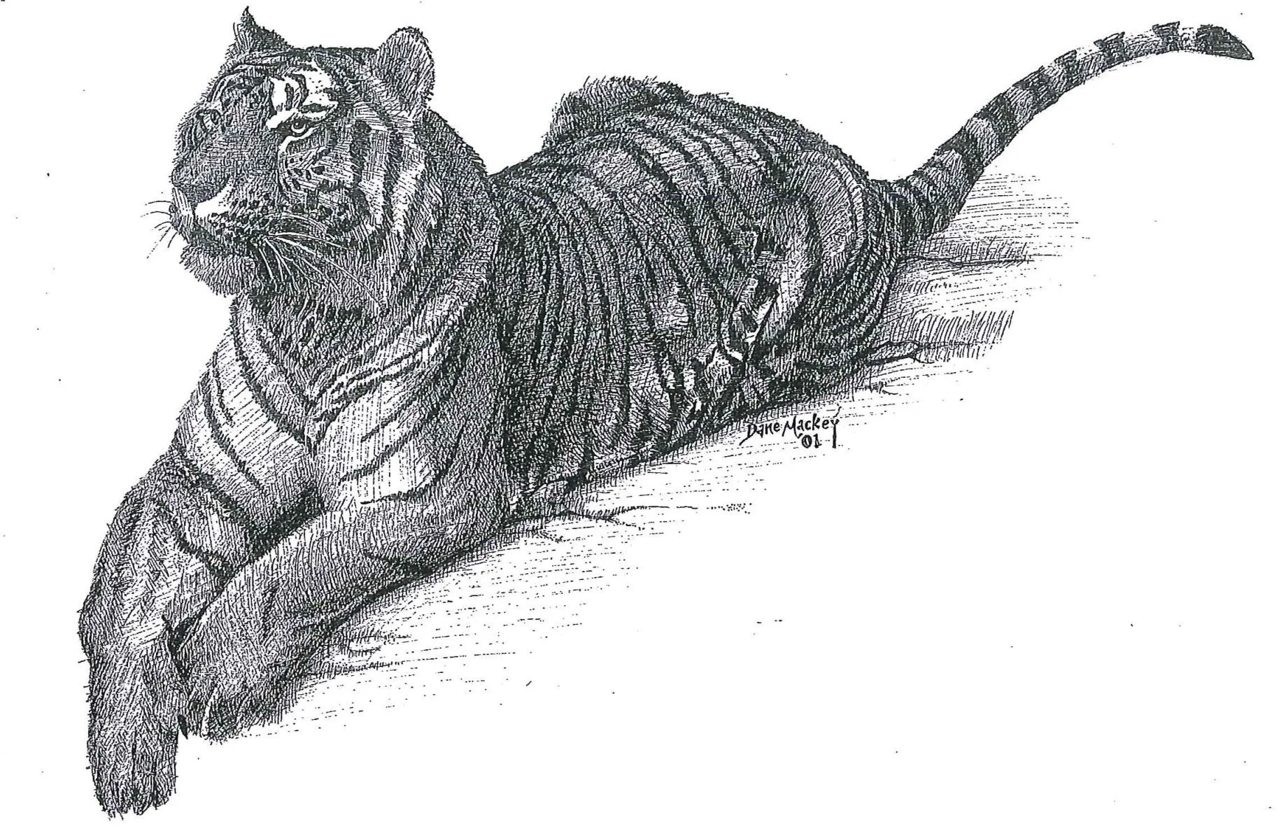 Bengal Tiger, pen & ink 14x11