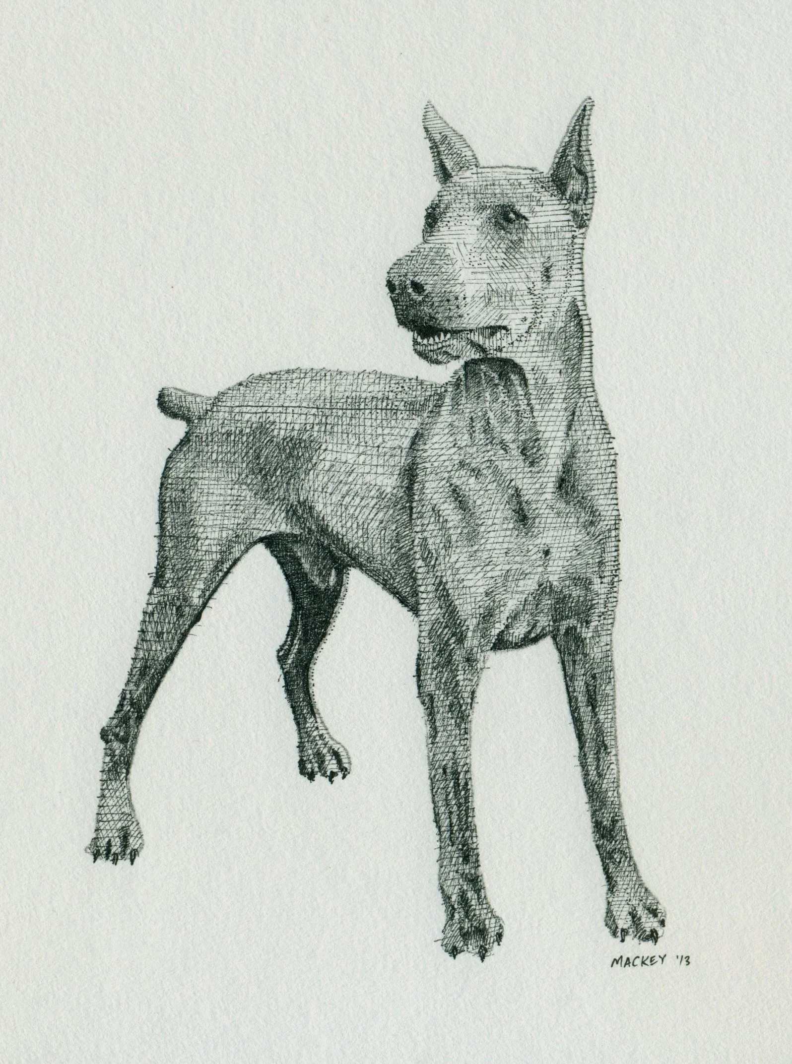Ace the Doberman, pen & ink 14x11