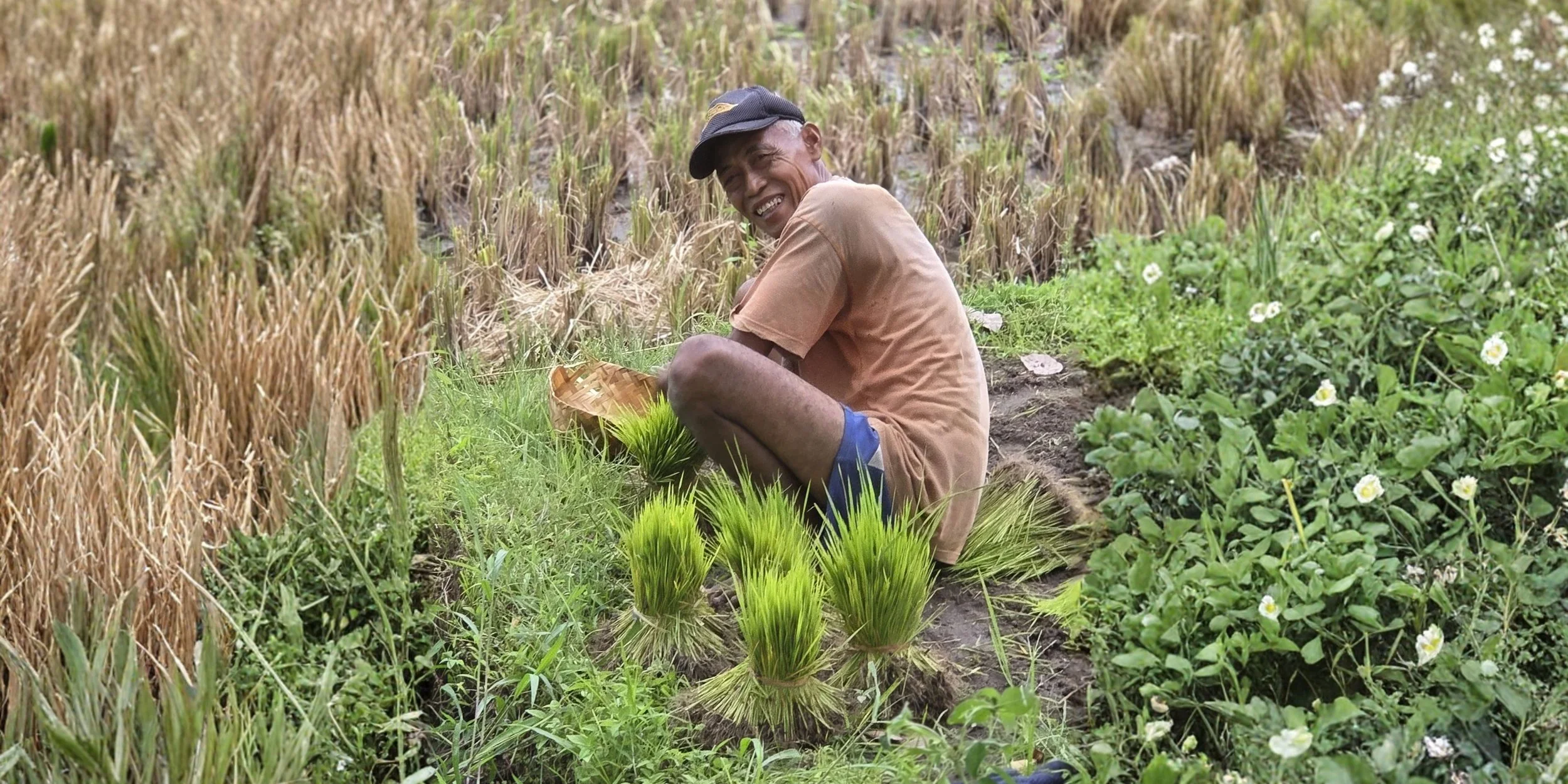A man sitting on the ground in a rice field, smiling and working with young rice plants. Surrounding him are green plants with white flowers and mature harvested rice stalks.