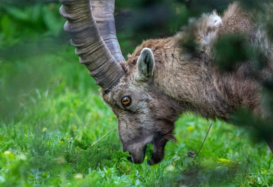 wildlife holiday guided