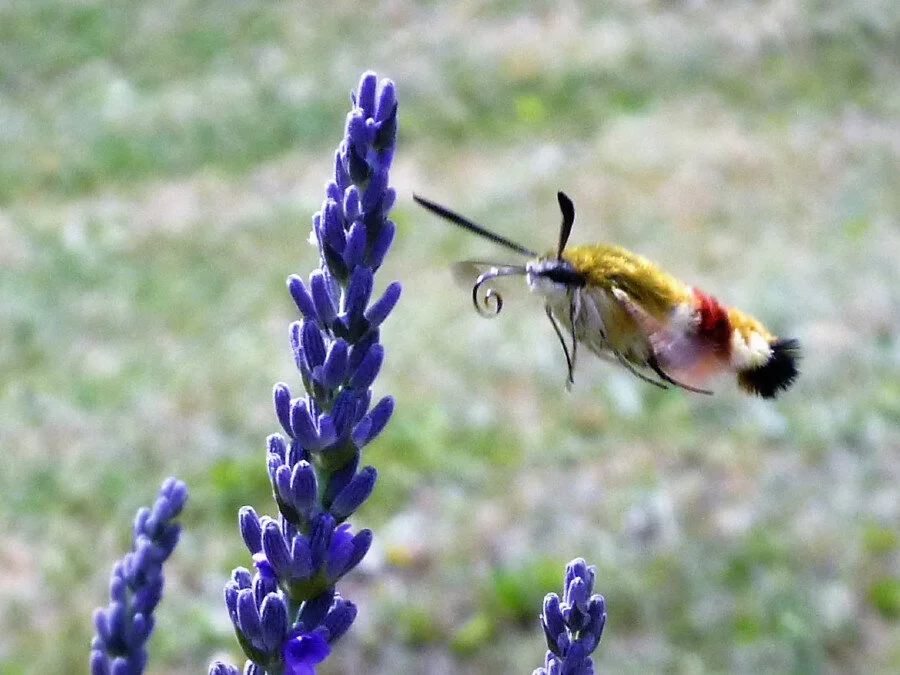 hawkmoth and lavender
