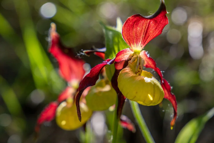lady's slipper orchid