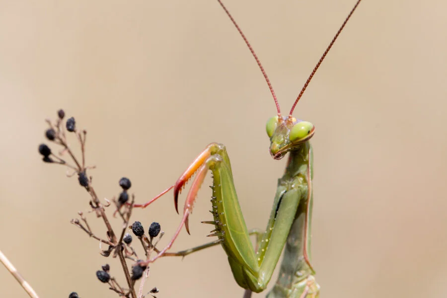 IMG_1277-1 - Copie.jpg