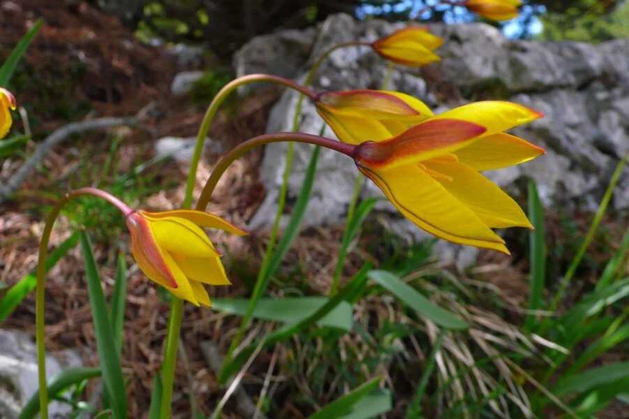 045_Wild Tulip_Roussetopt - Copie.jpg