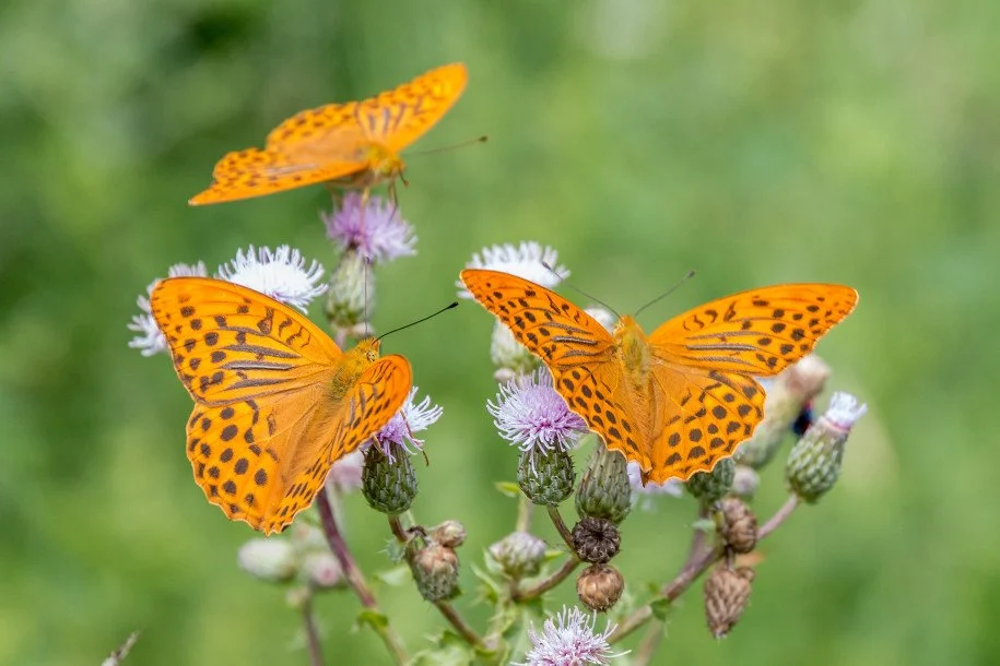 IMG_5087_Silver-washed Fritillary.jpg