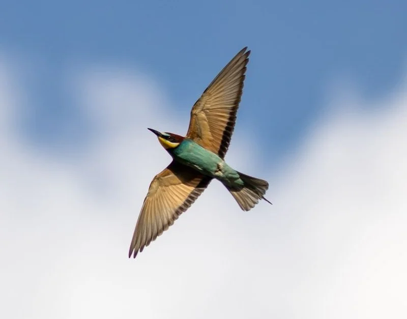 Bee Eaters