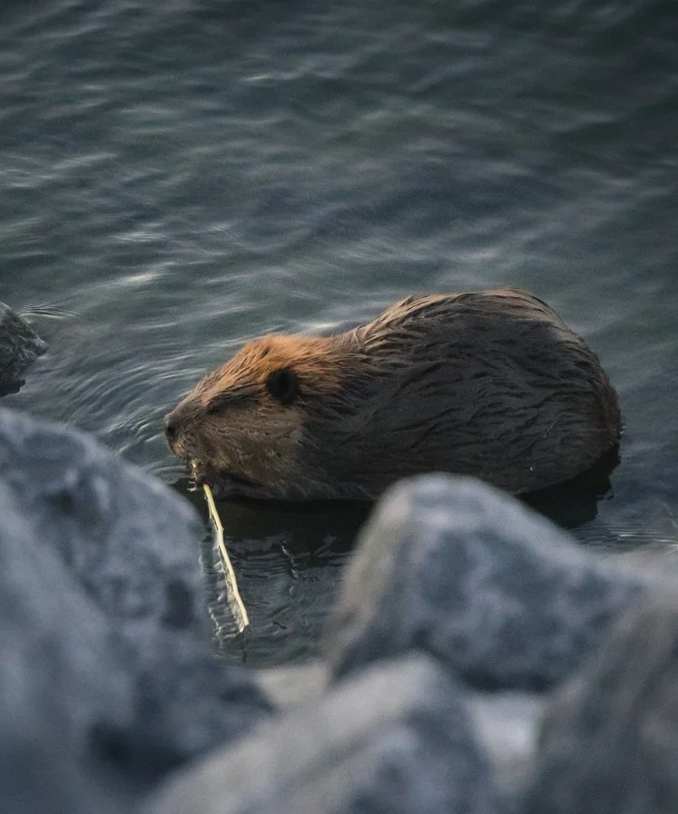 Beavers in the Drome - ecosystem engineers?