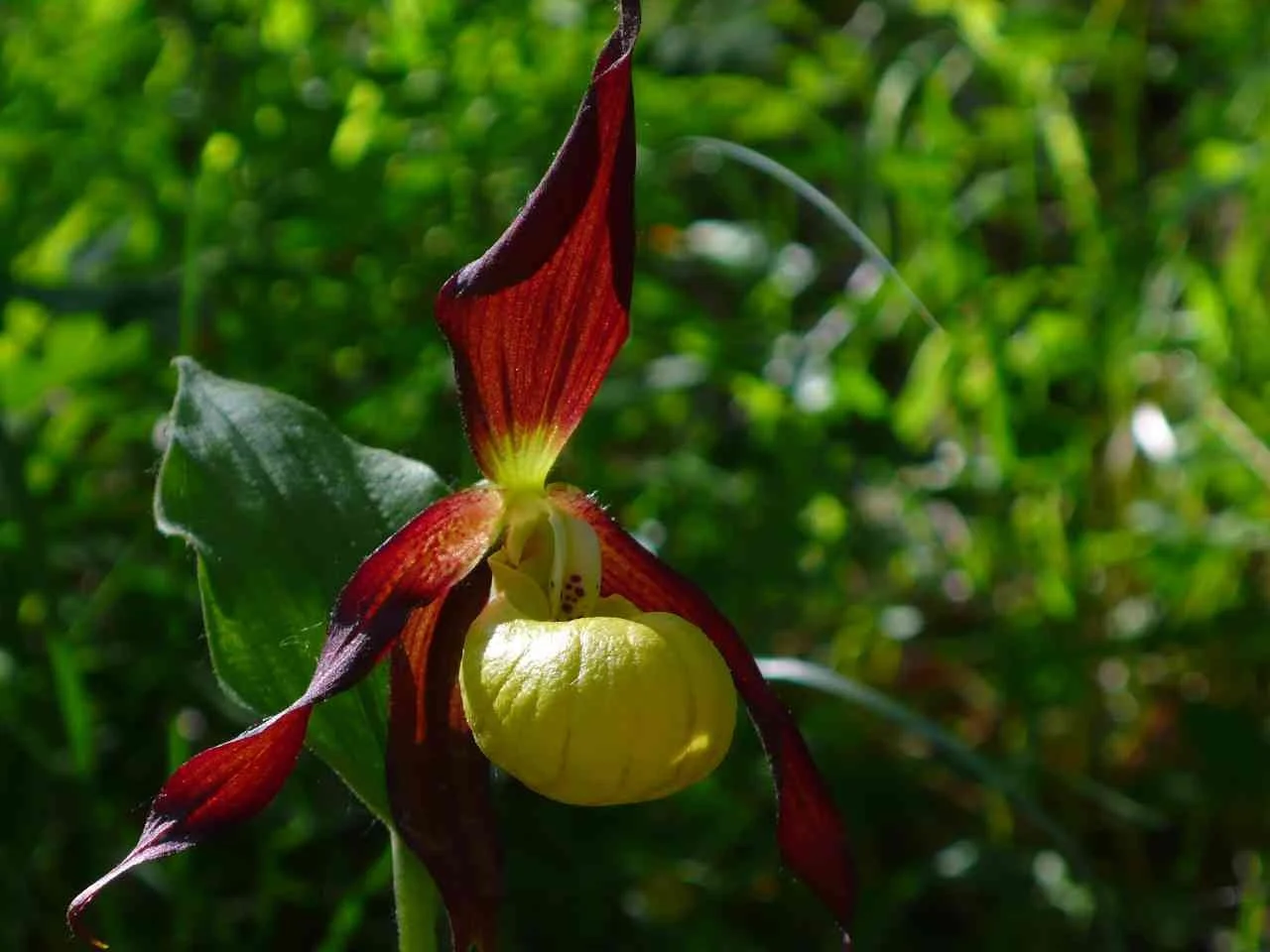 ladys slipper drome.jpg