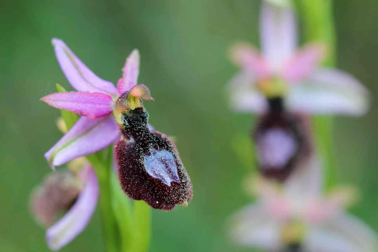 bee orchid drome.jpg