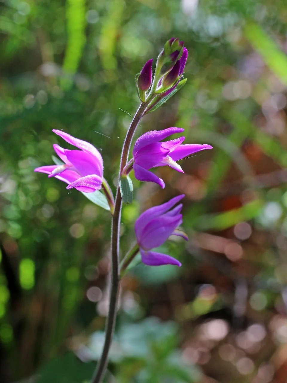 Cephalanthera rubra drome.jpg
