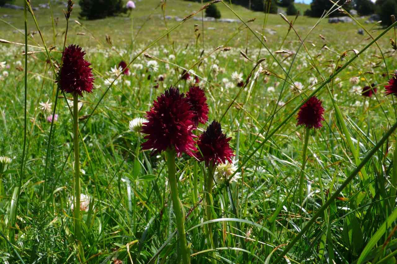 dark vanilla drome.jpg