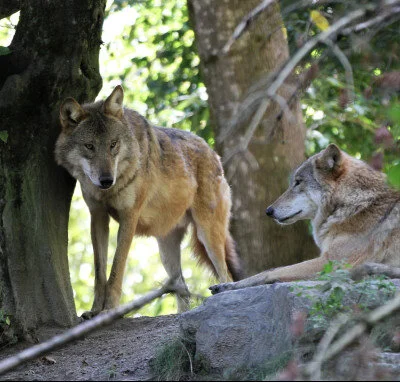 Wolves in France