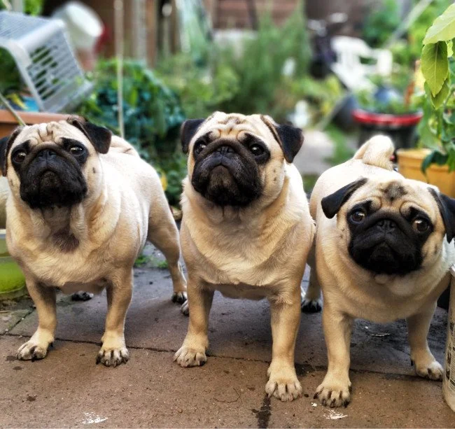 Finding a house sitter