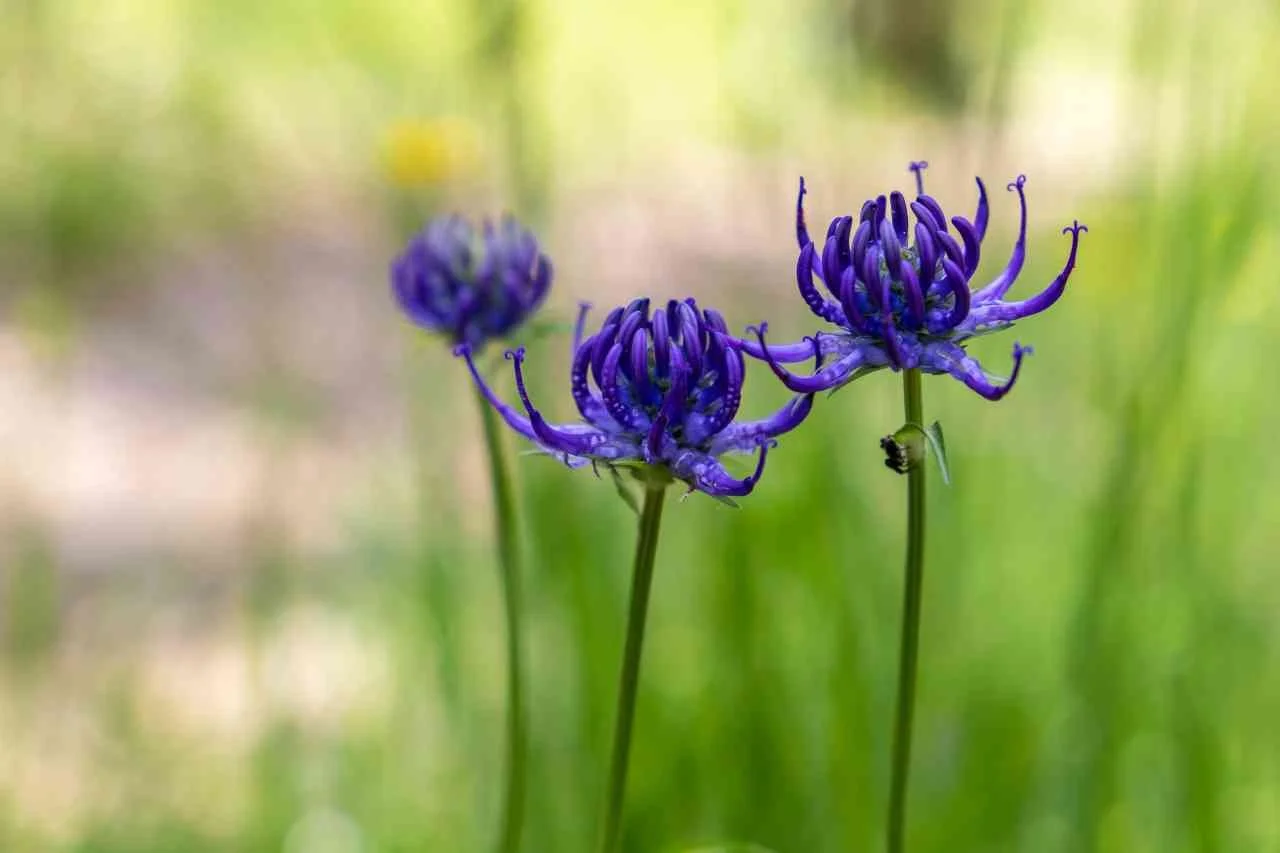 IMG_7971_Phyteuma orbicularepxl-compressed.jpg