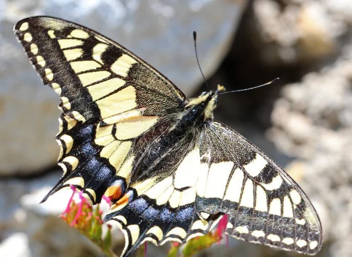 IMG_4710b_Papilio machaon.jpg