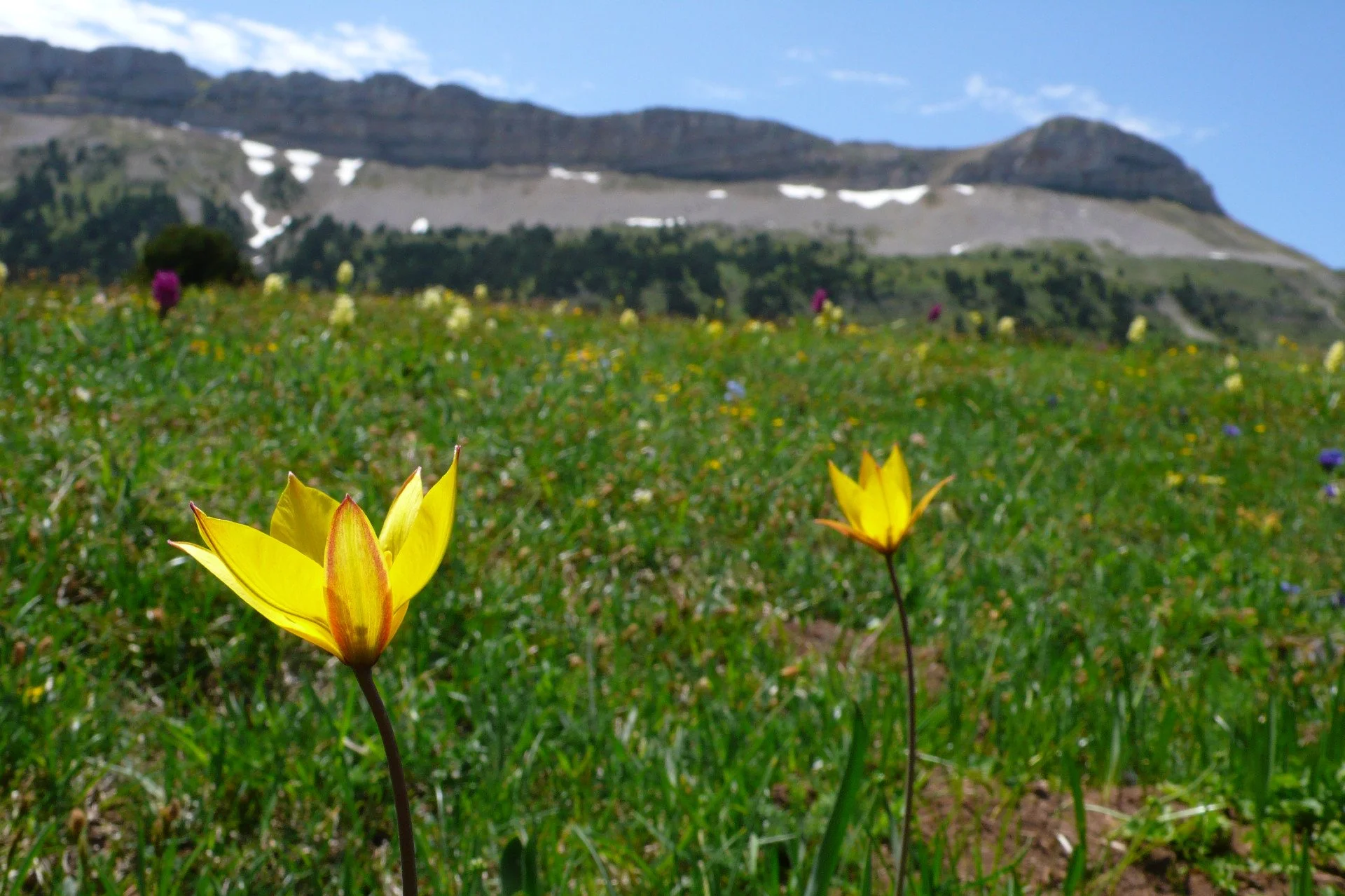 086_Tulipa australis_Combeau.jpg