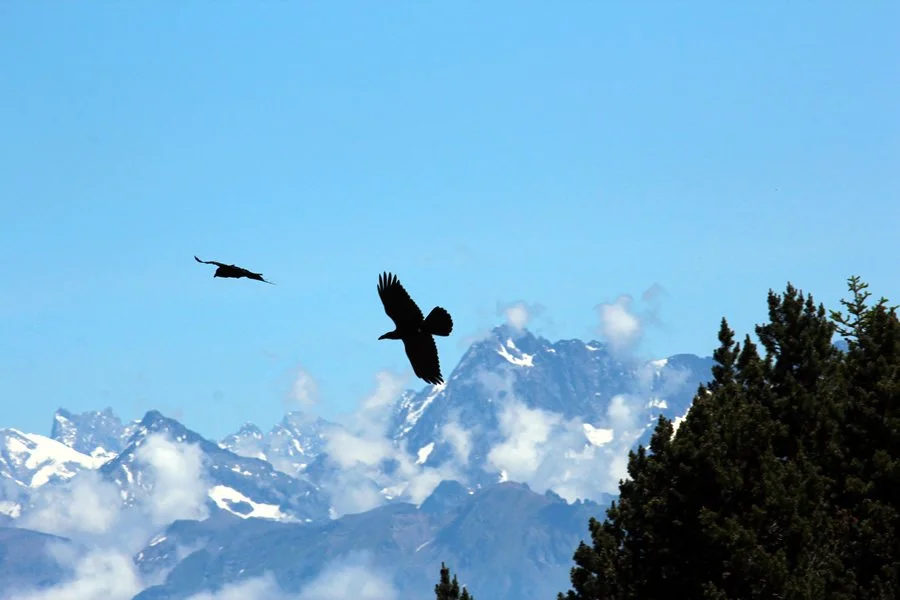 birds-and-mountains4.jpg