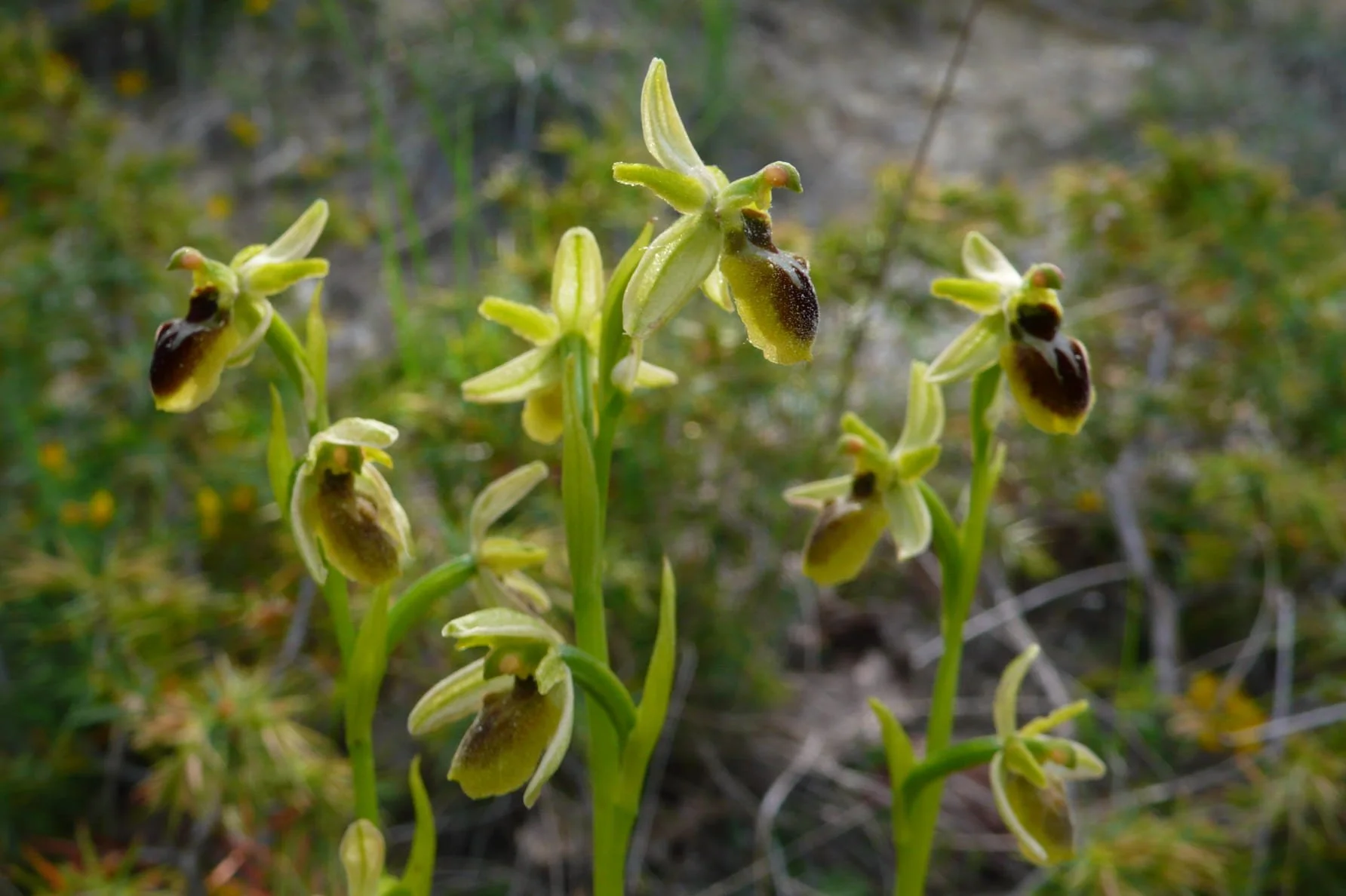 059_Early Spider O._Bezaudun.jpg