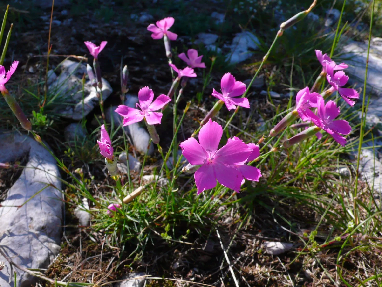 034_Dianthus sylvestris_Rimon&Savel.jpg