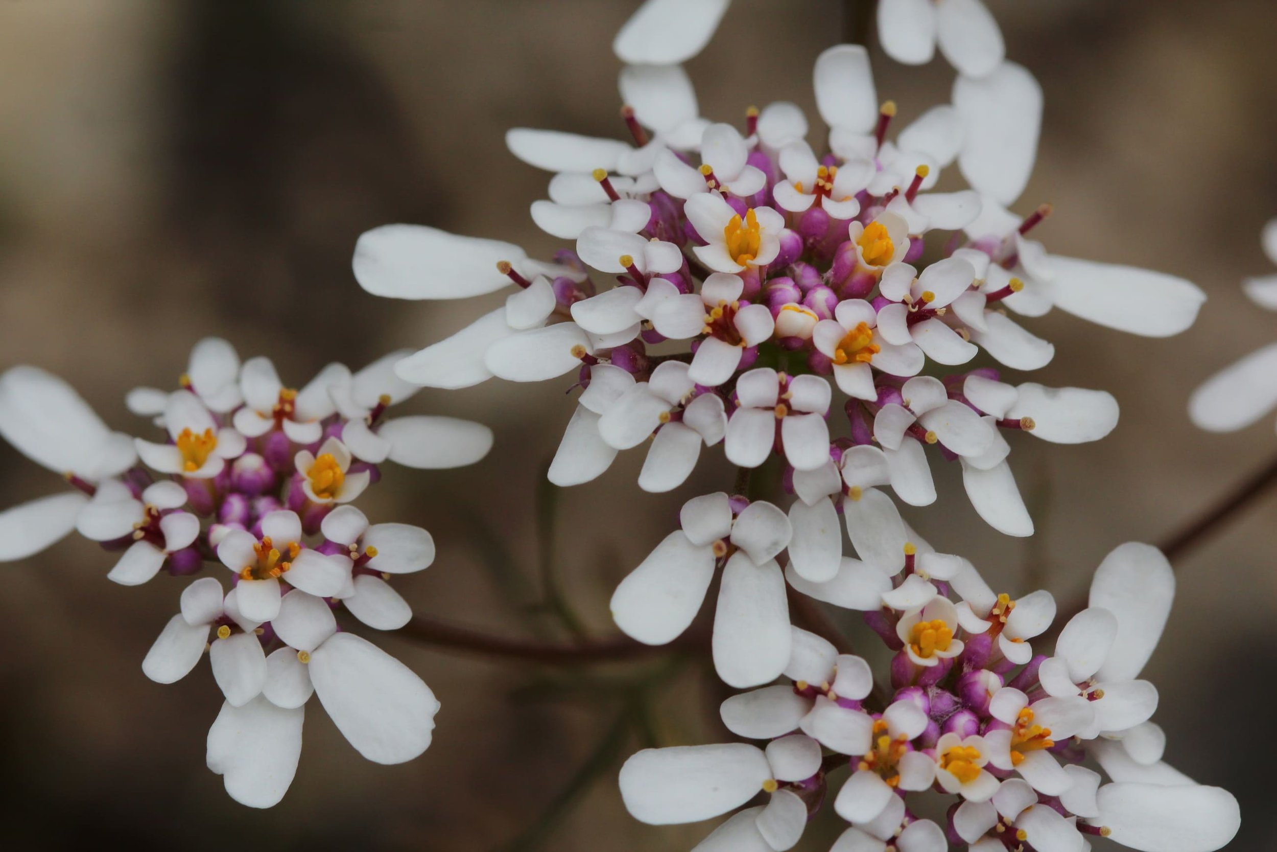 flowers holidays.jpg