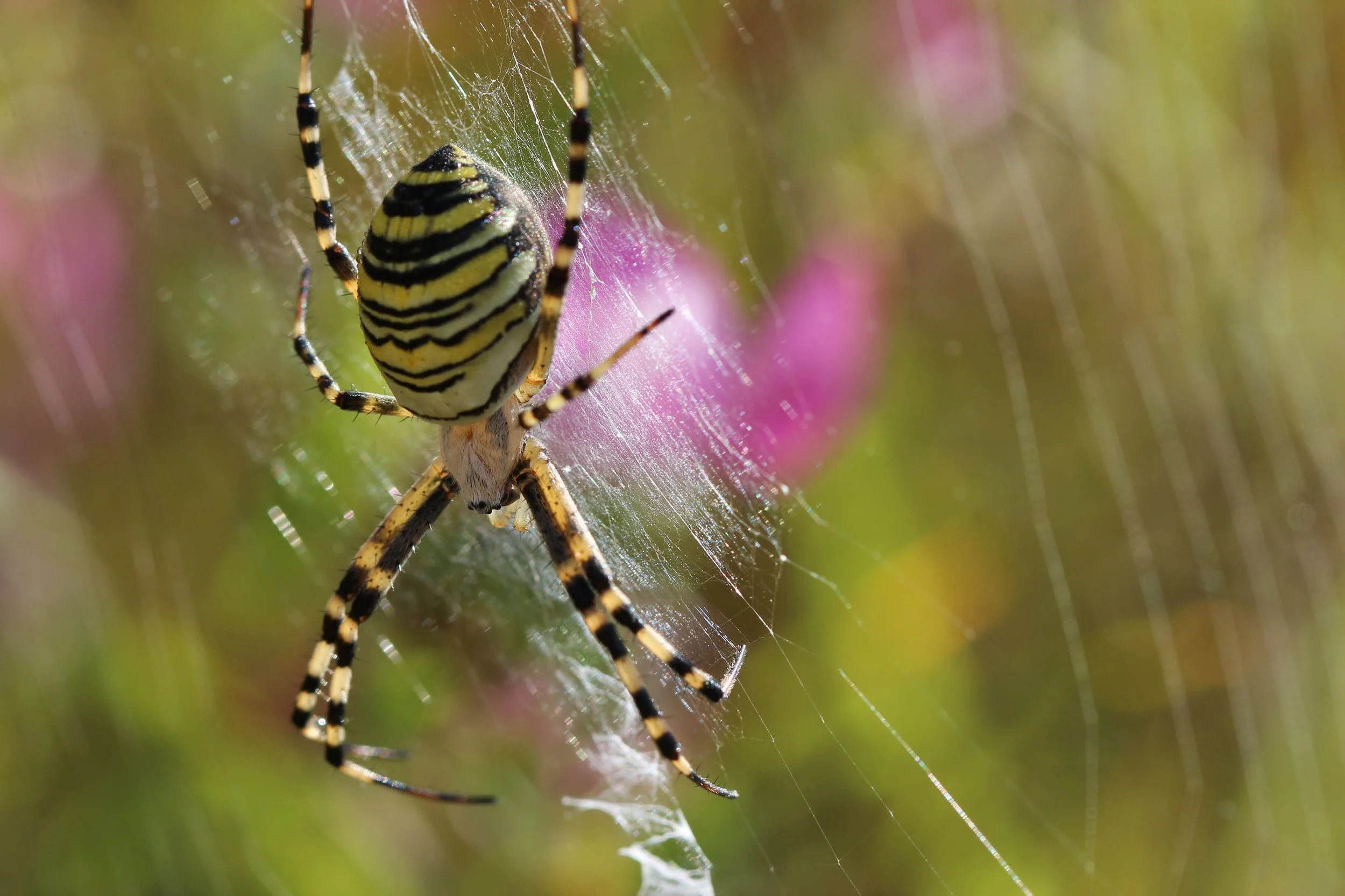003_Argiope bruennichi_Crupies.jpg